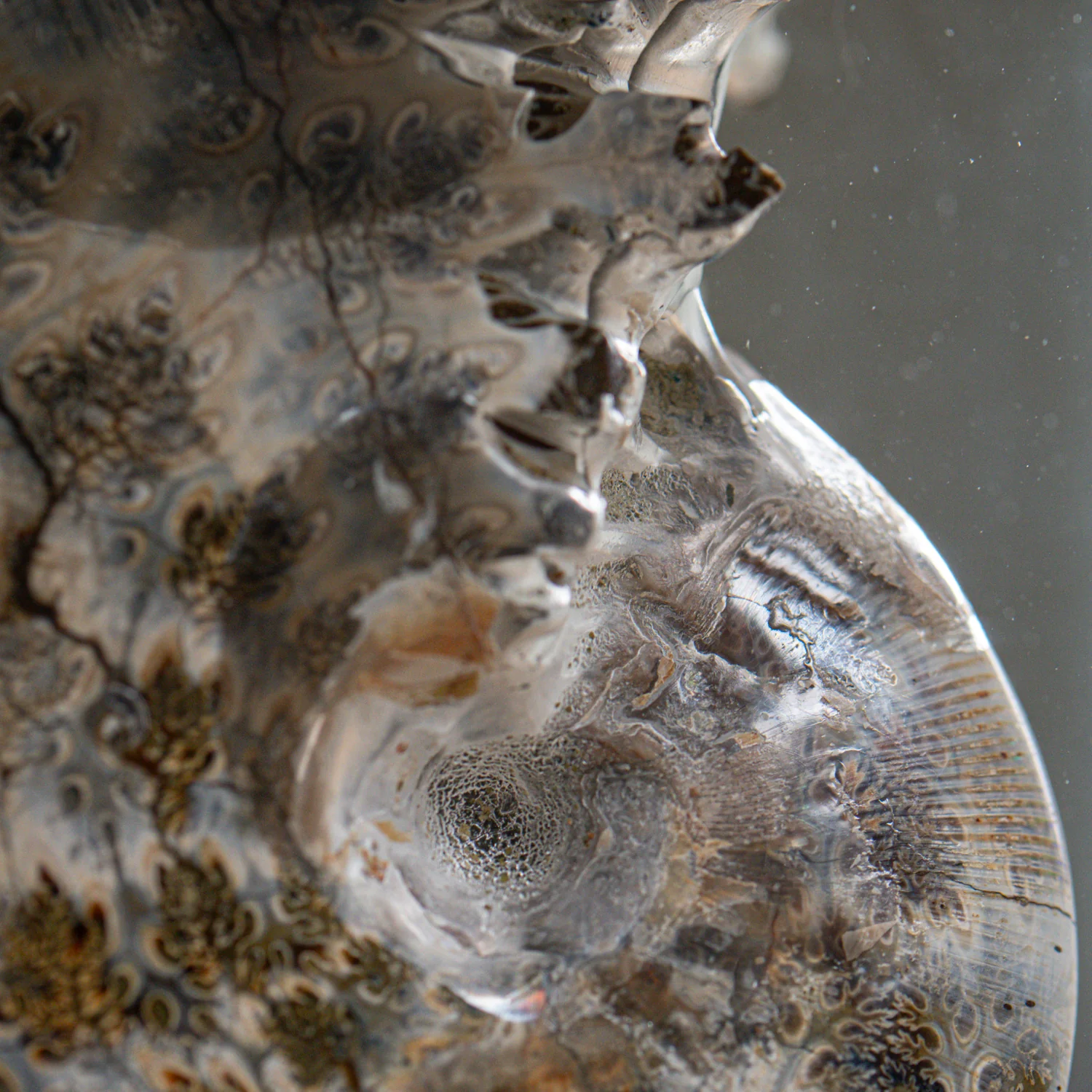 Phylloceras Ammonite Point - Acrylic Sculpture - Image 9