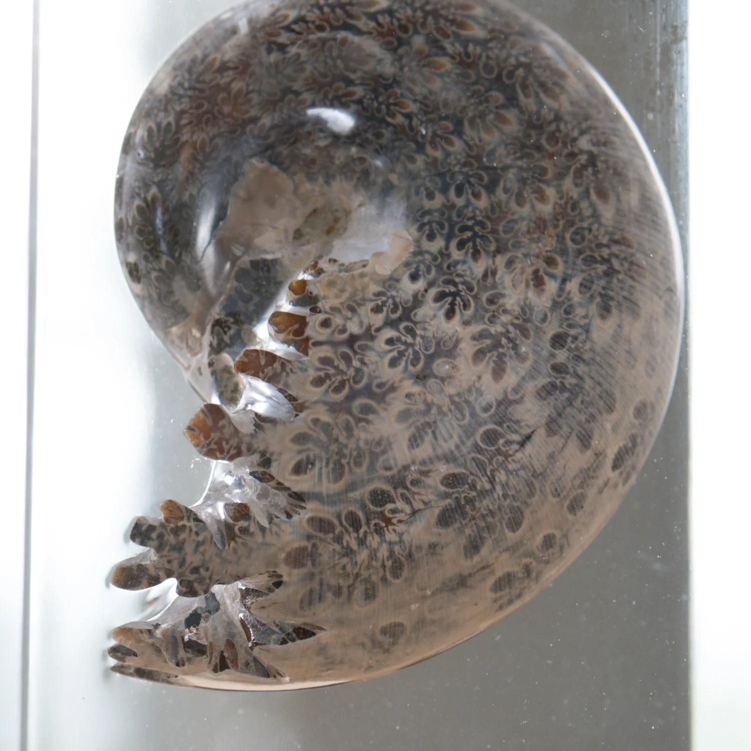 Phylloceras Ammonite Tower - Acrylic Sculpture - Image 5