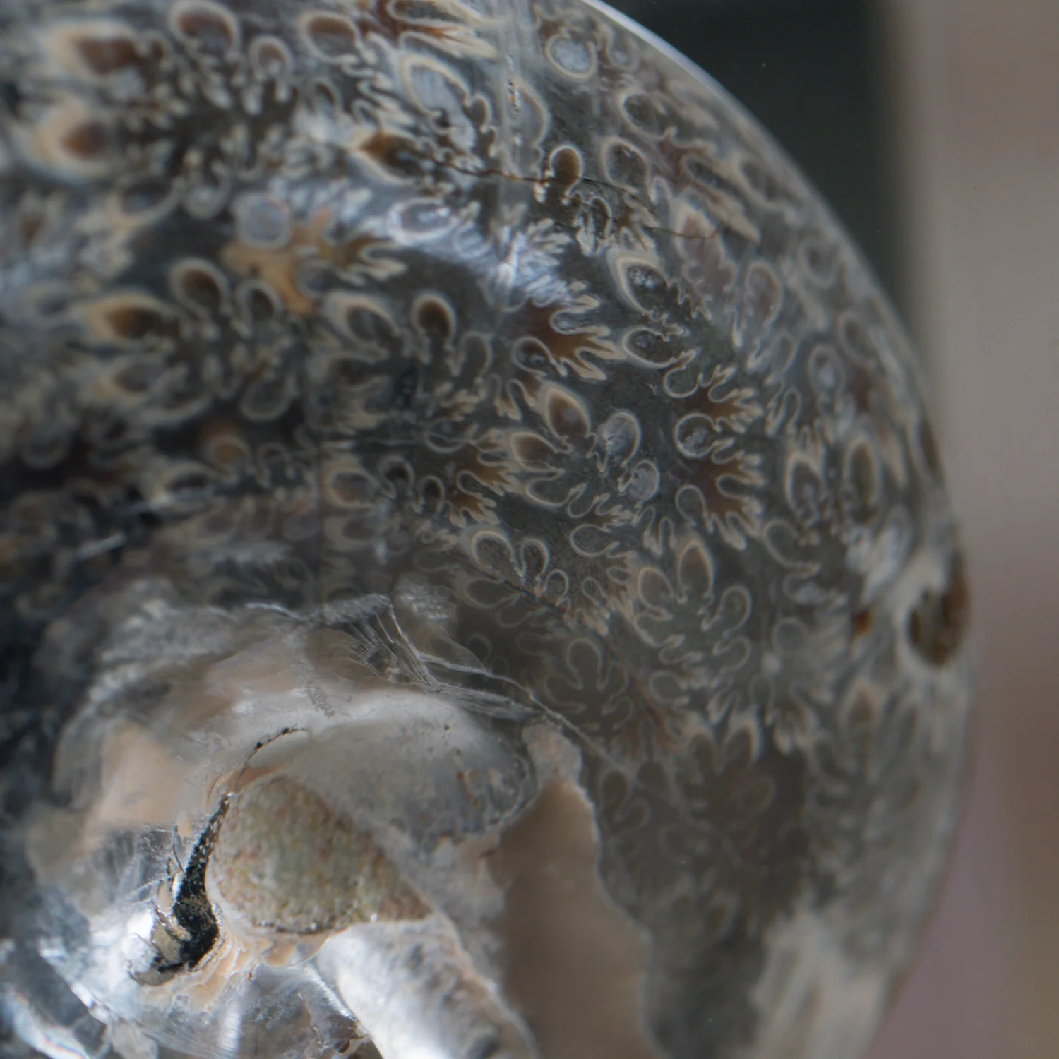 Phylloceras Ammonite Tower - Acrylic Sculpture - Image 6