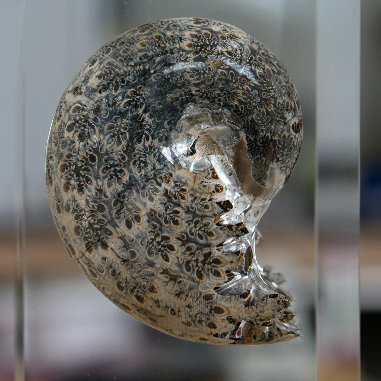 Phylloceras Ammonite Tower - Acrylic Sculpture - Image 7
