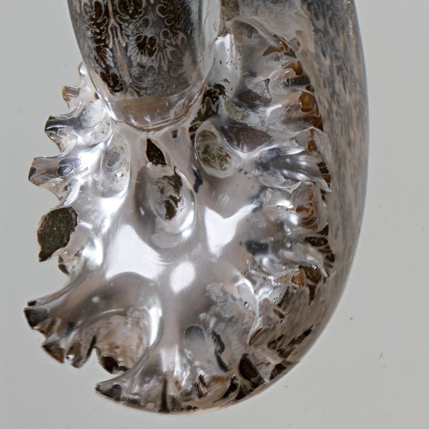 Phylloceras Ammonite Tower - Acrylic Sculpture - Image 9