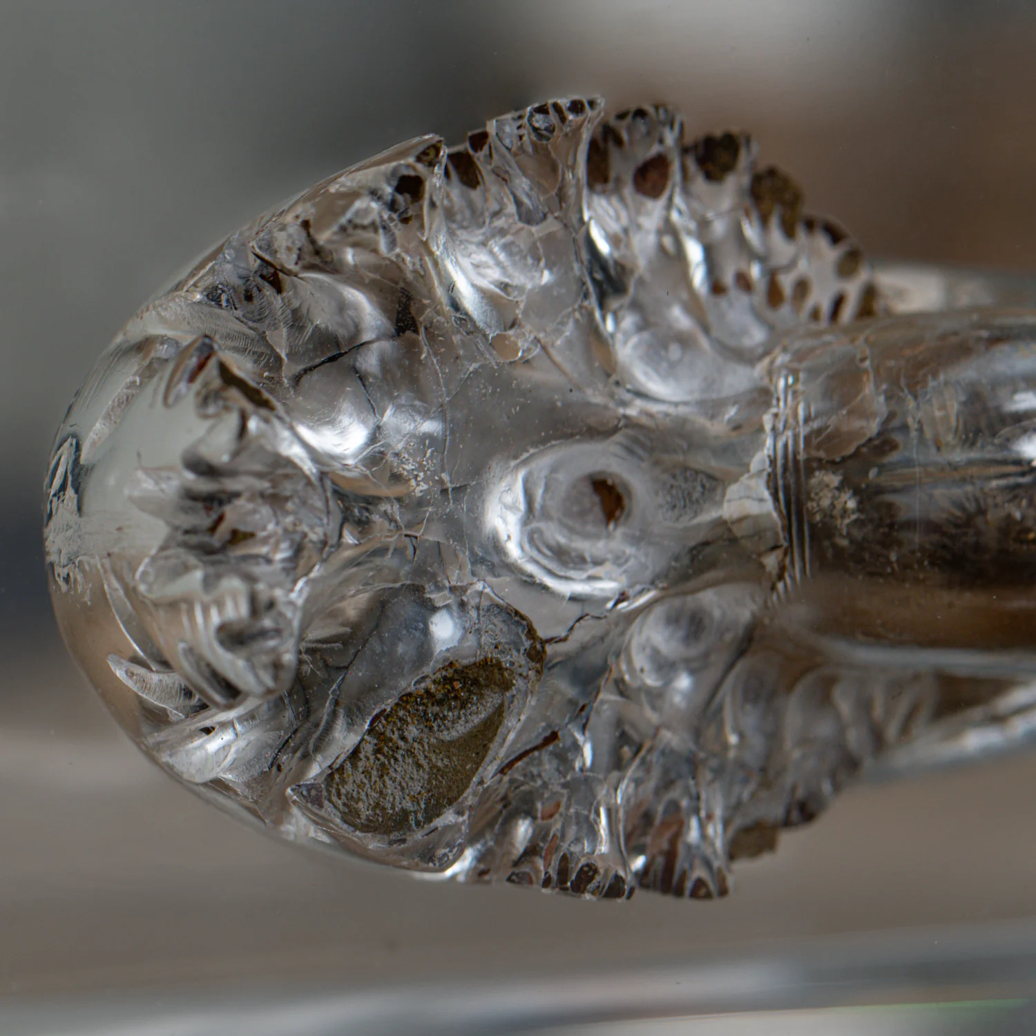 Phylloceras Ammonite Wedge - Acrylic Sculpture - Image 10