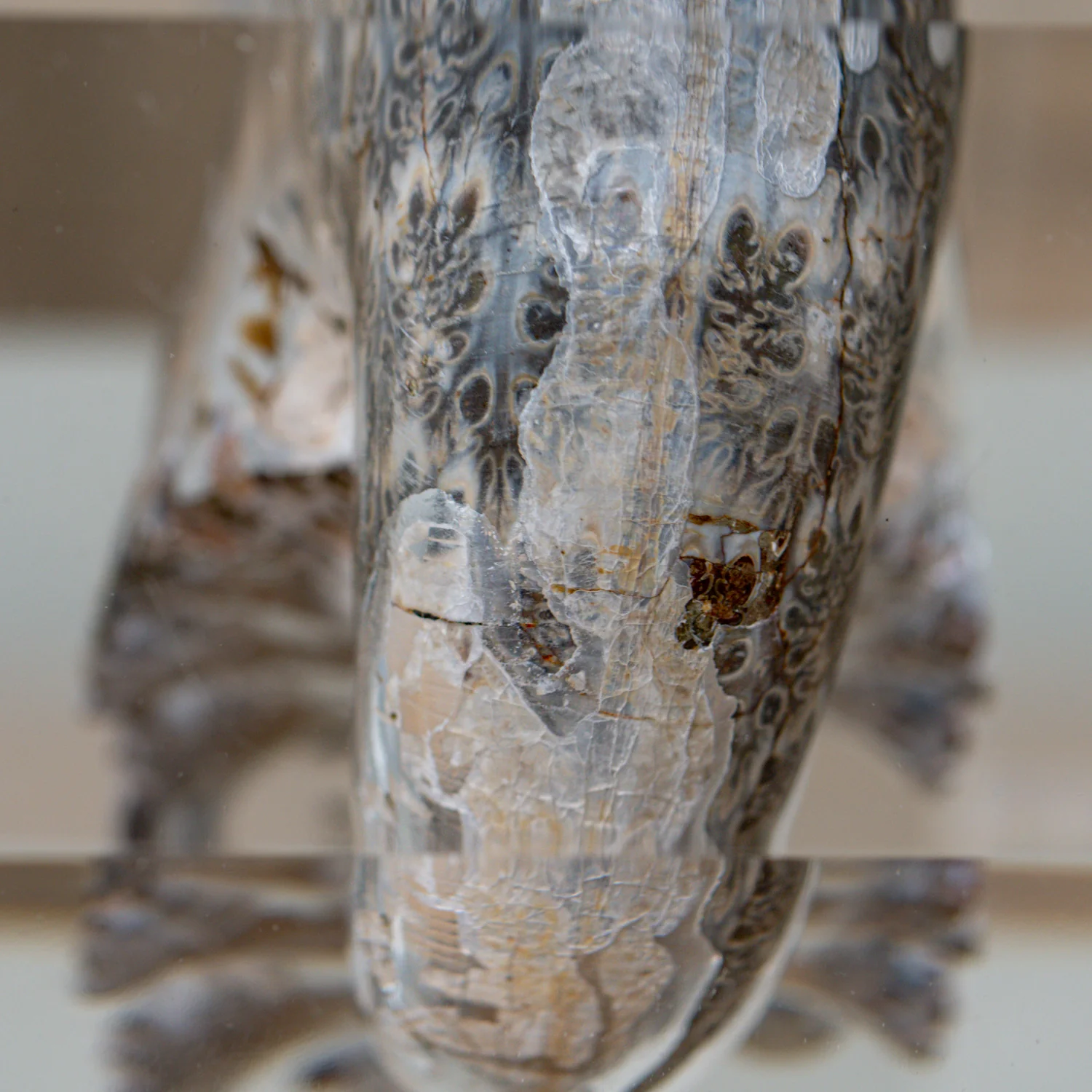 Phylloceras Ammonite Wedge - Acrylic Sculpture - Image 3
