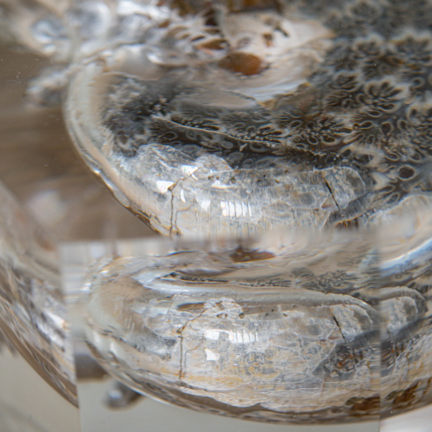 Phylloceras Ammonite Wedge - Acrylic Sculpture - Image 5