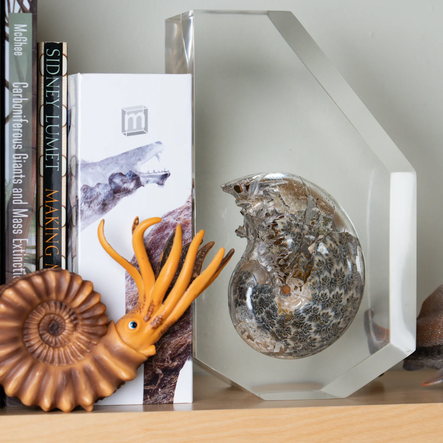 Phylloceras Ammonite Wedge - Acrylic Sculpture - Image 6