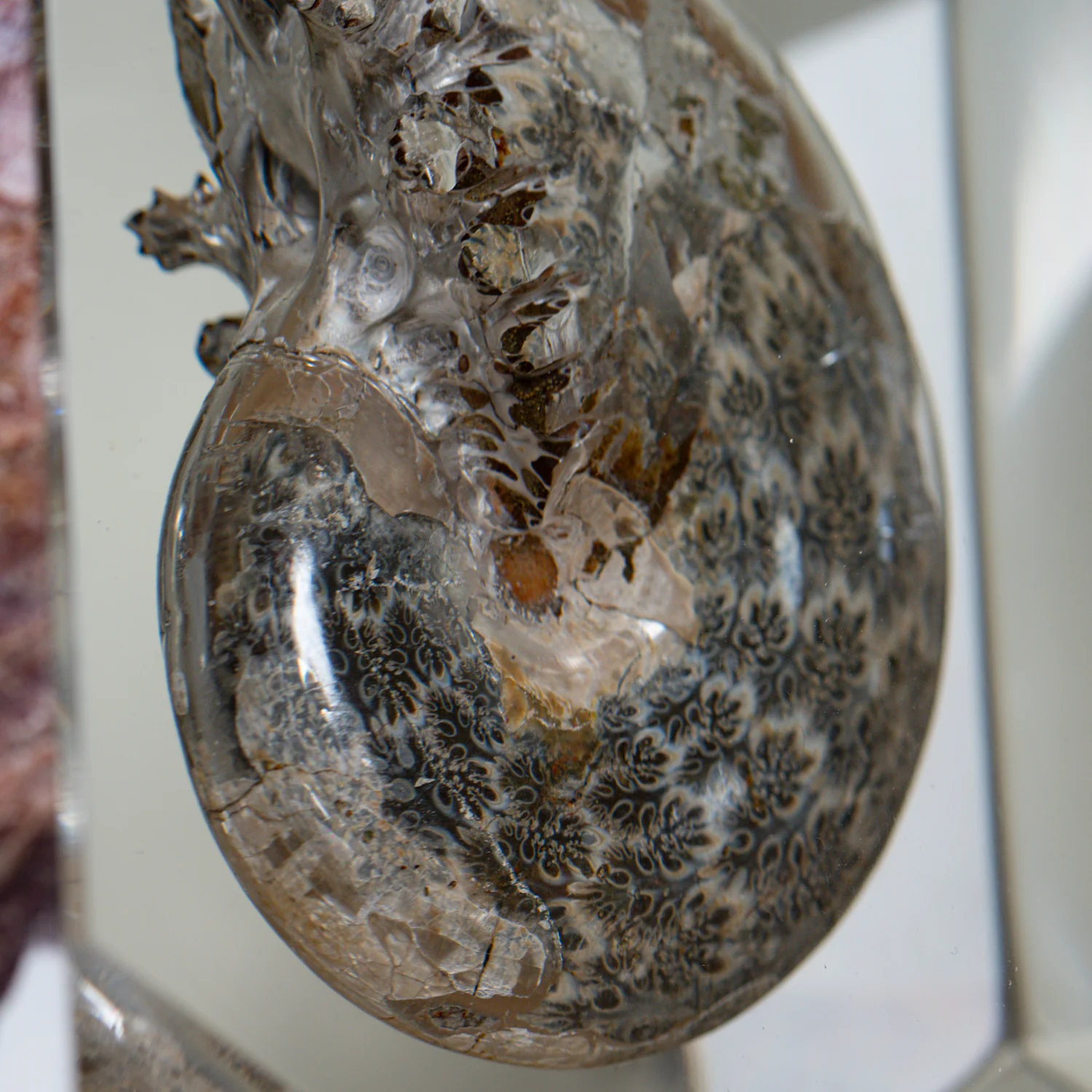 Phylloceras Ammonite Wedge - Acrylic Sculpture - Image 7