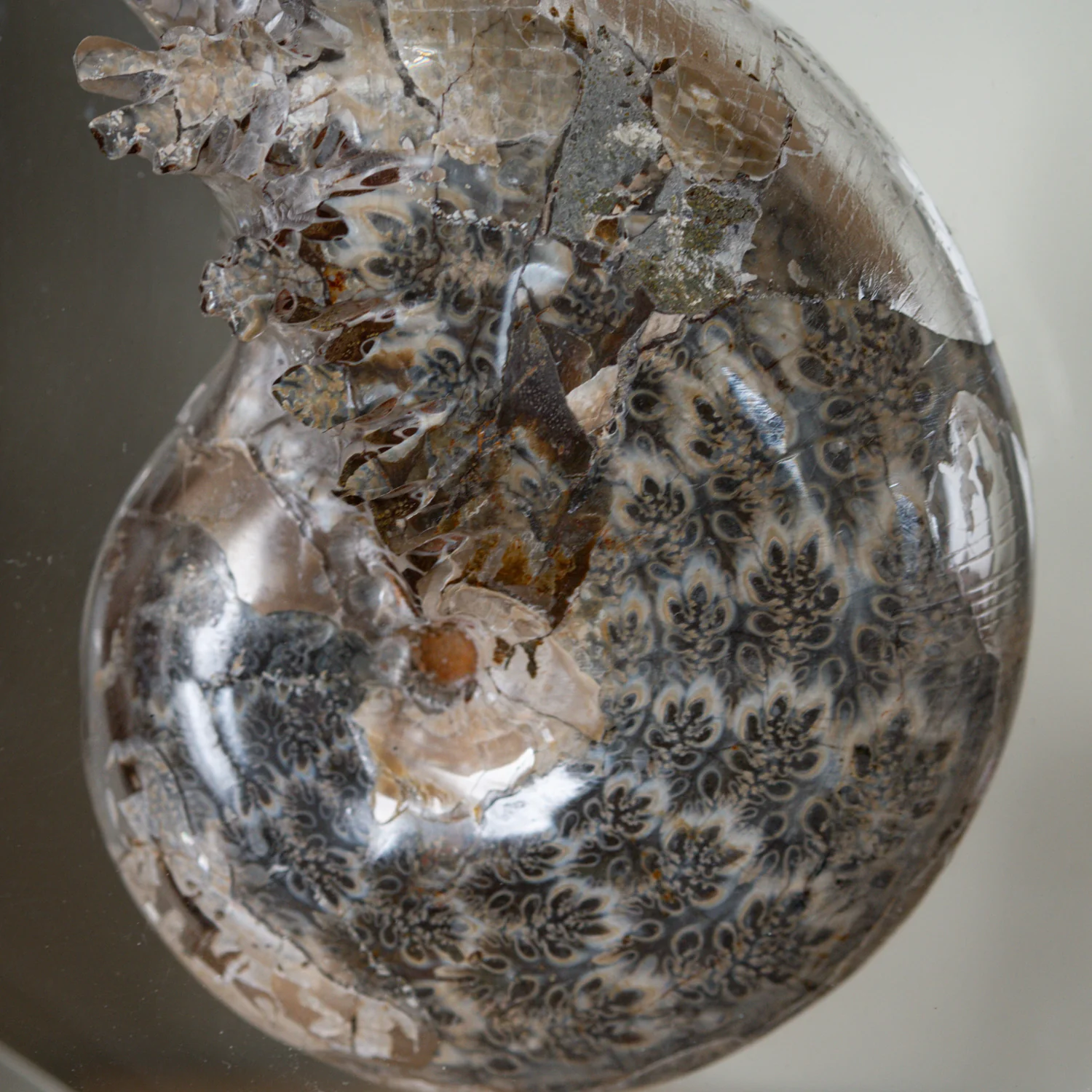 Phylloceras Ammonite Wedge - Acrylic Sculpture - Image 8