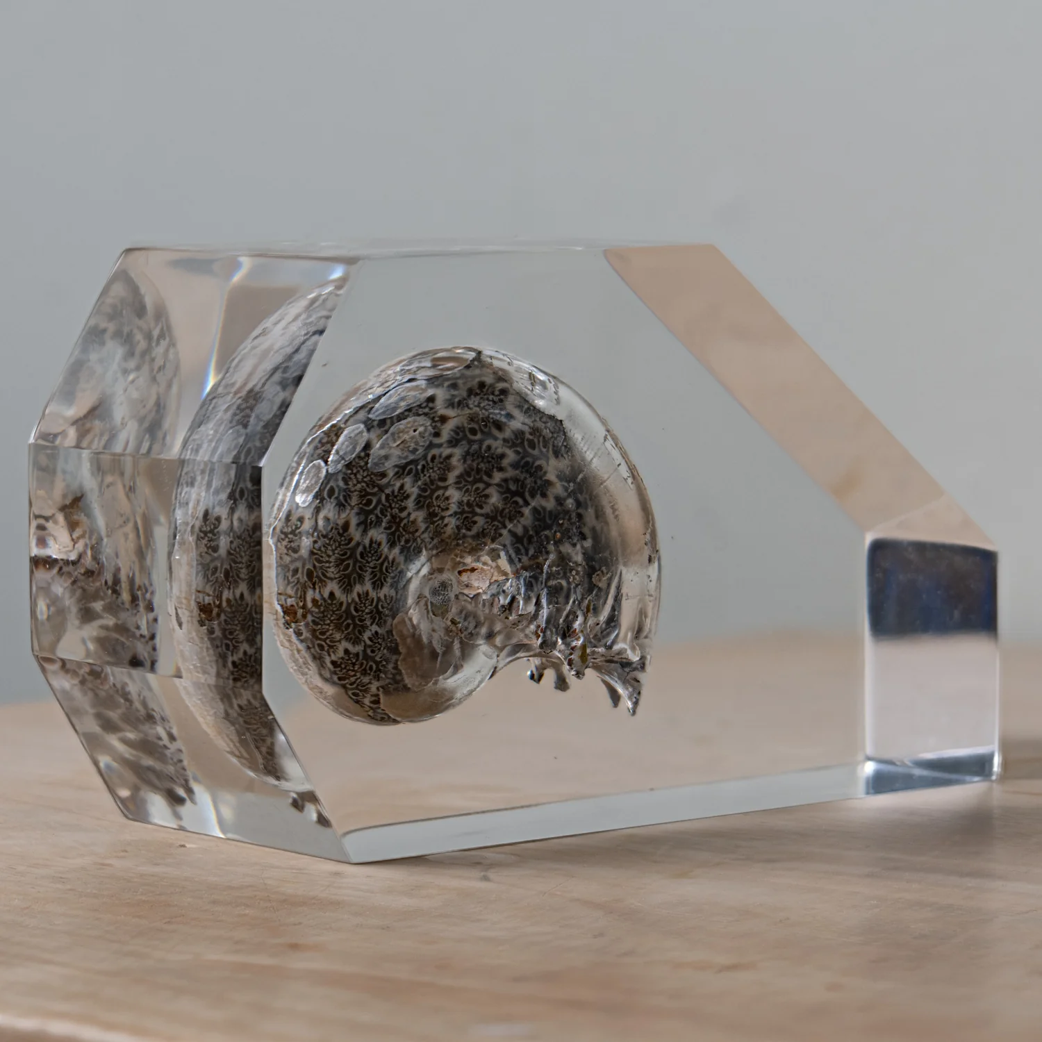 Phylloceras Ammonite Wedge - Acrylic Sculpture - Image 9