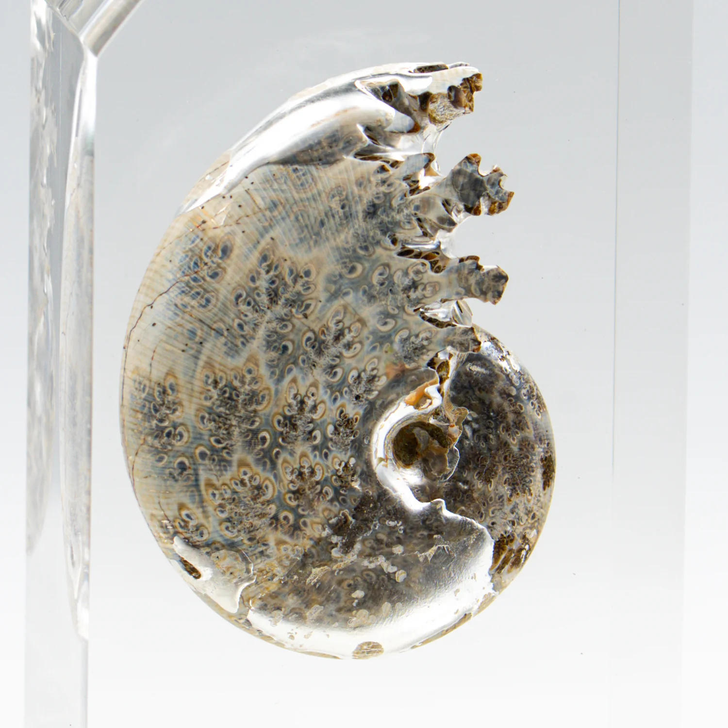 Phylloceras Ammonite Wing - Acrylic Sculpture - Image 10