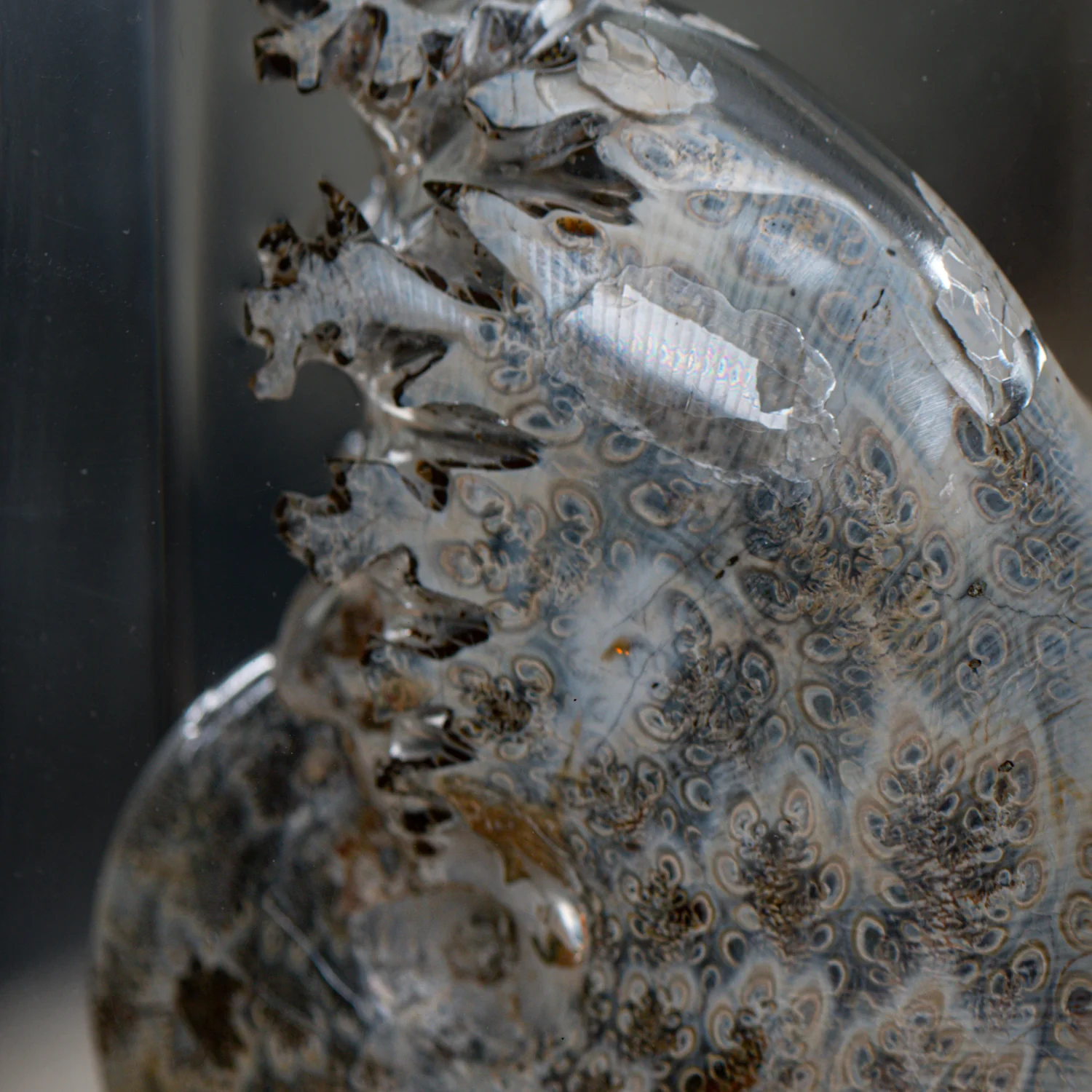 Phylloceras Ammonite Wing - Acrylic Sculpture - Image 3