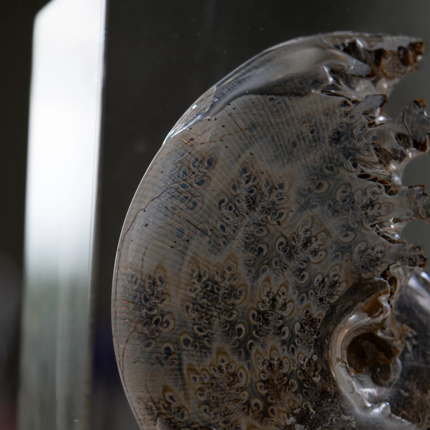 Phylloceras Ammonite Wing - Acrylic Sculpture - Image 4