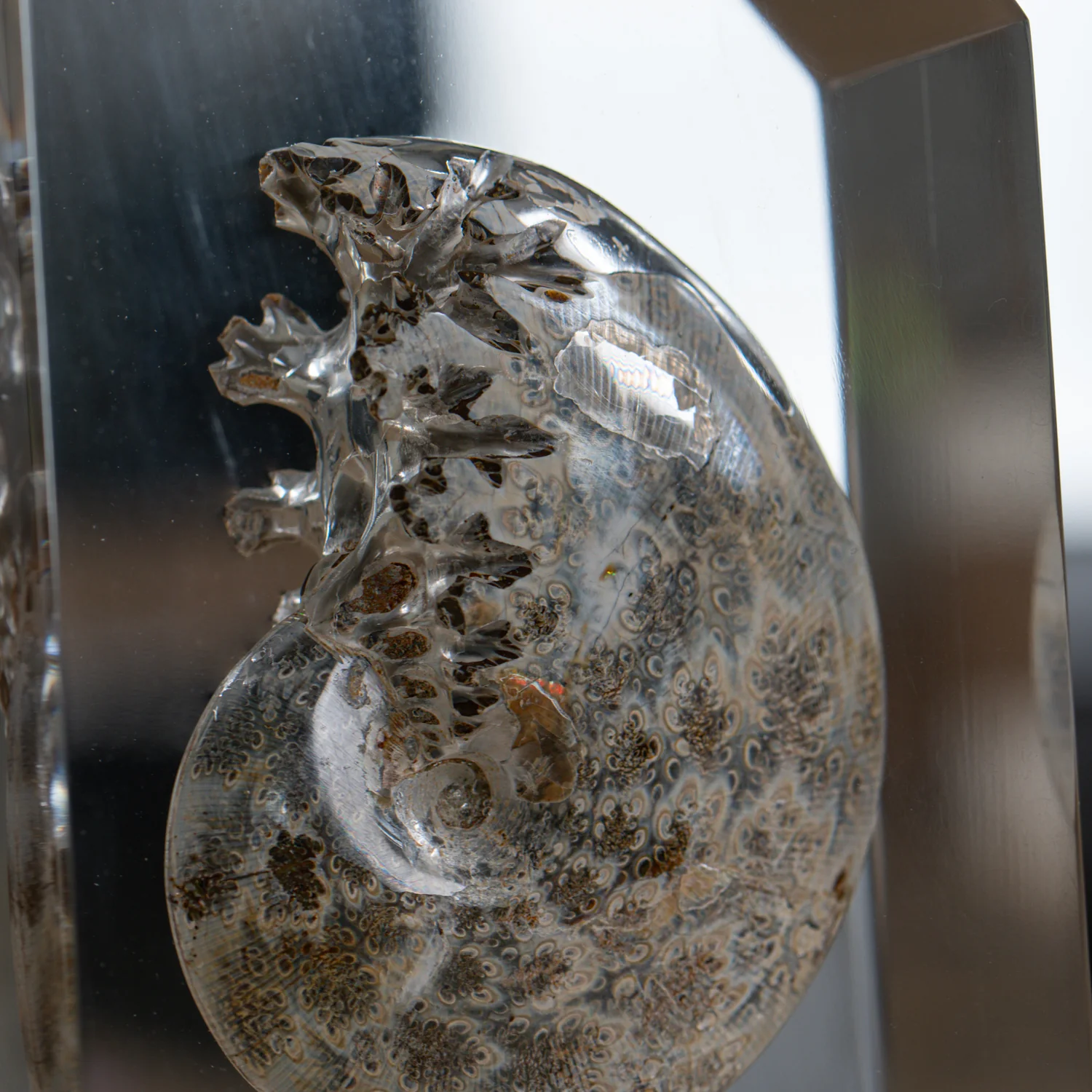 Phylloceras Ammonite Wing - Acrylic Sculpture - Image 6
