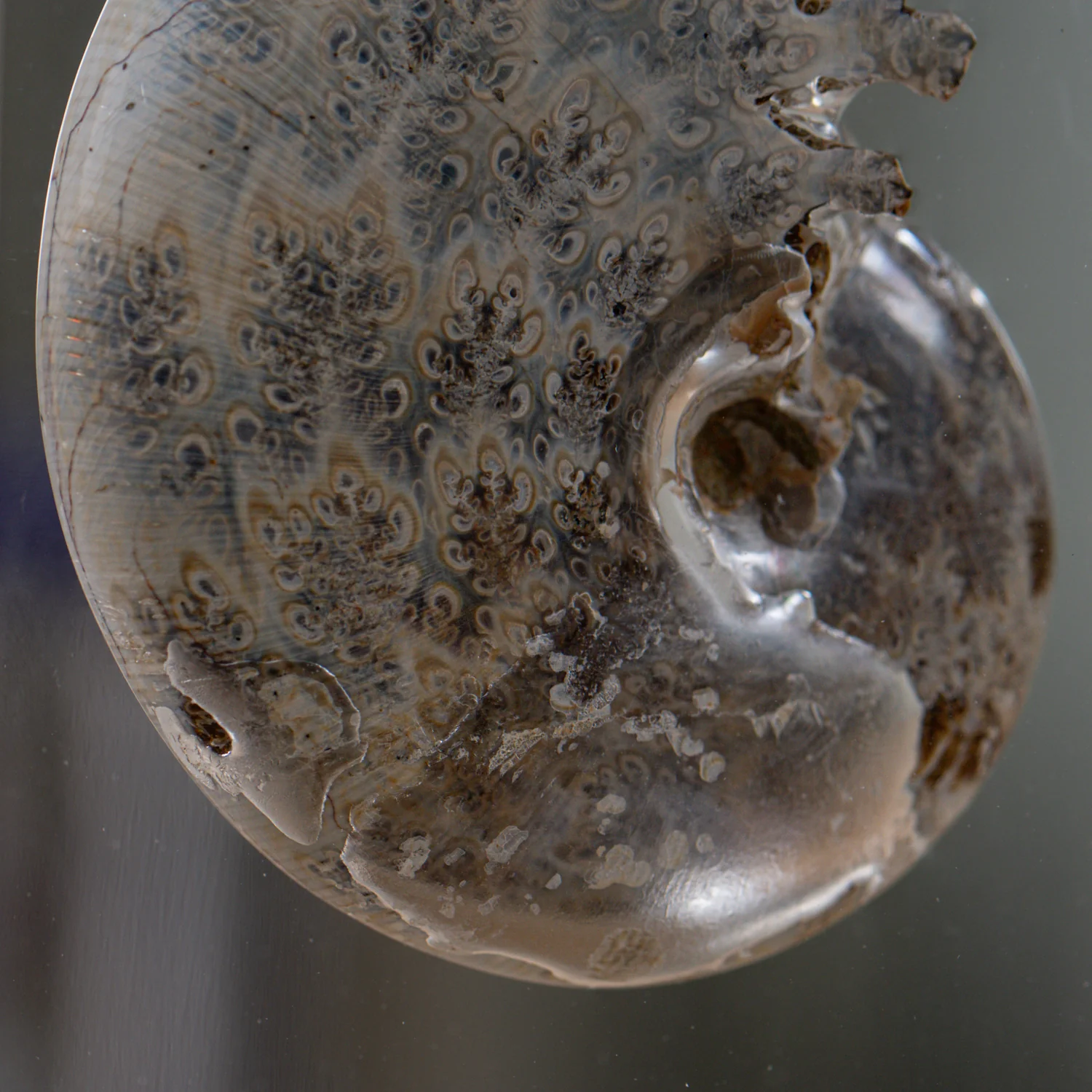 Phylloceras Ammonite Wing - Acrylic Sculpture - Image 7