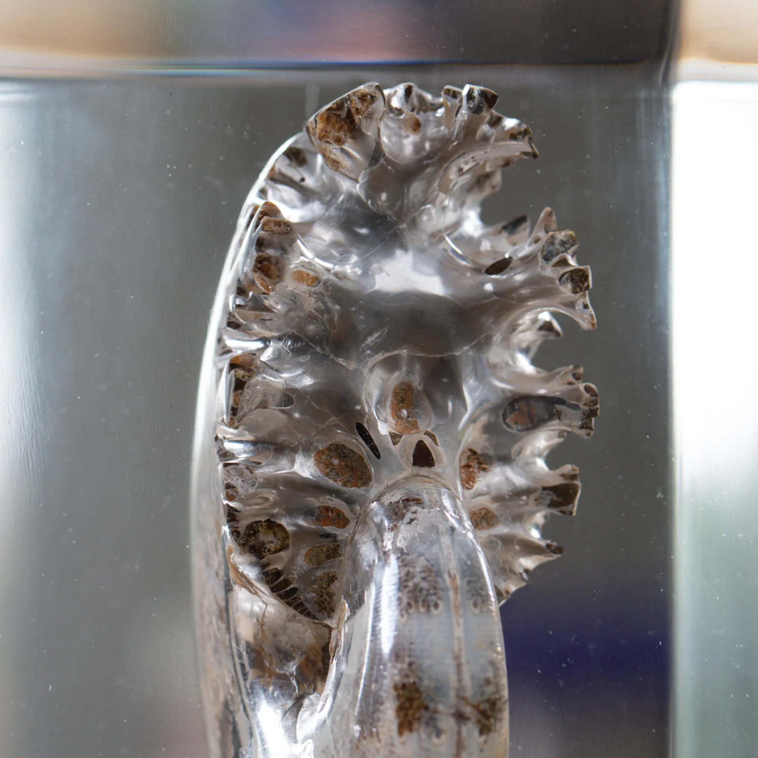 Phylloceras Ammonite Wing - Acrylic Sculpture - Image 8