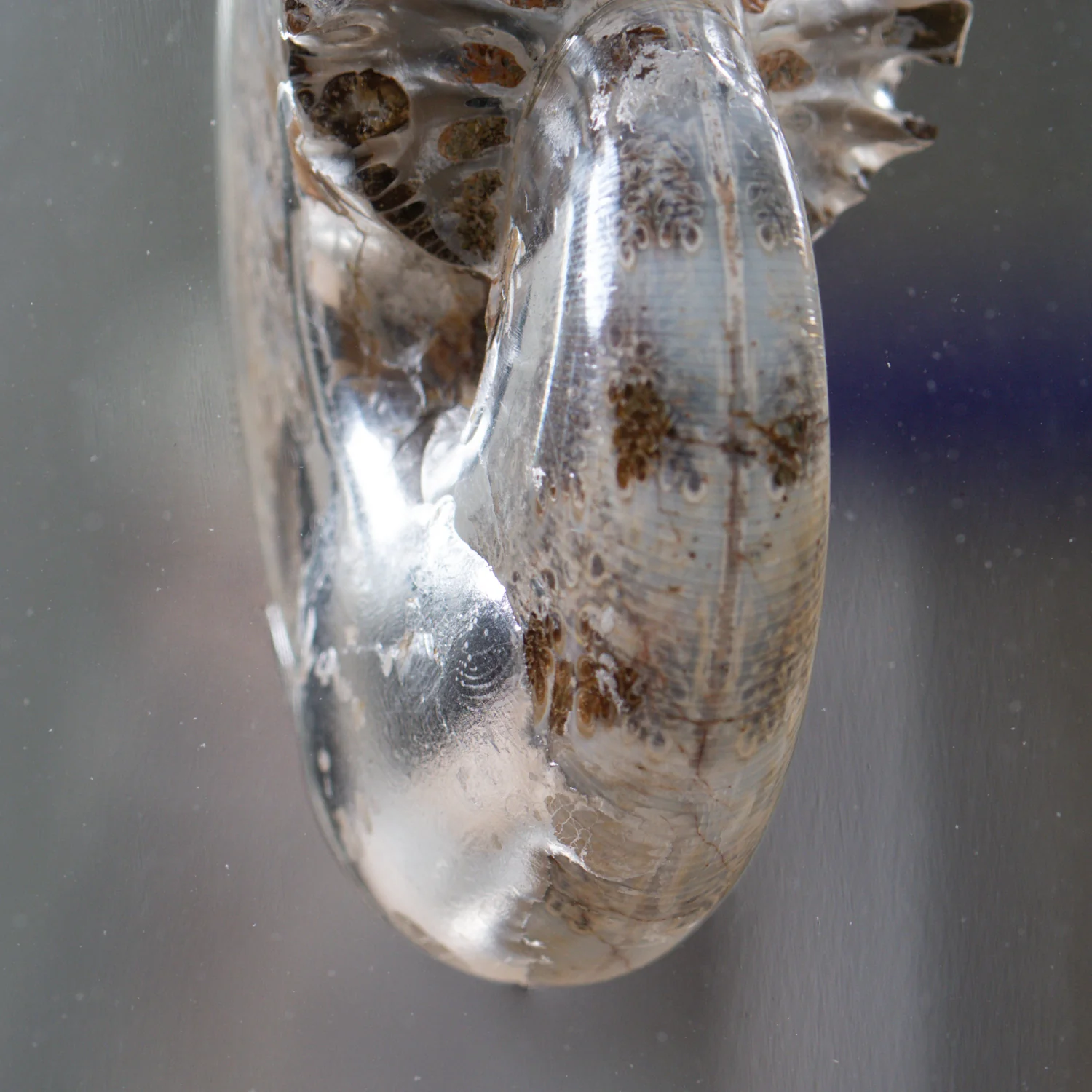 Phylloceras Ammonite Wing - Acrylic Sculpture - Image 9