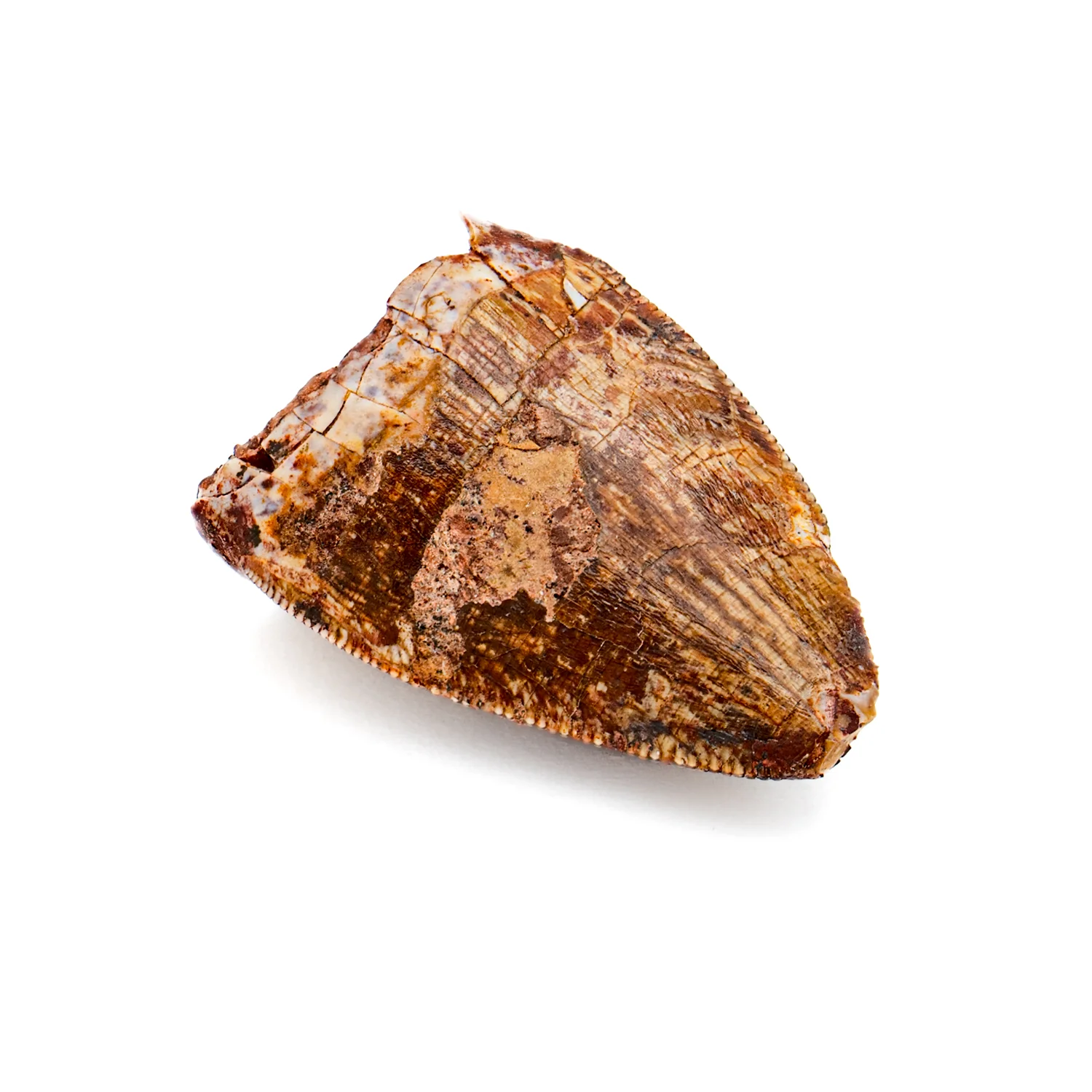 Phytosaur Tooth - 0.84" - Image 2