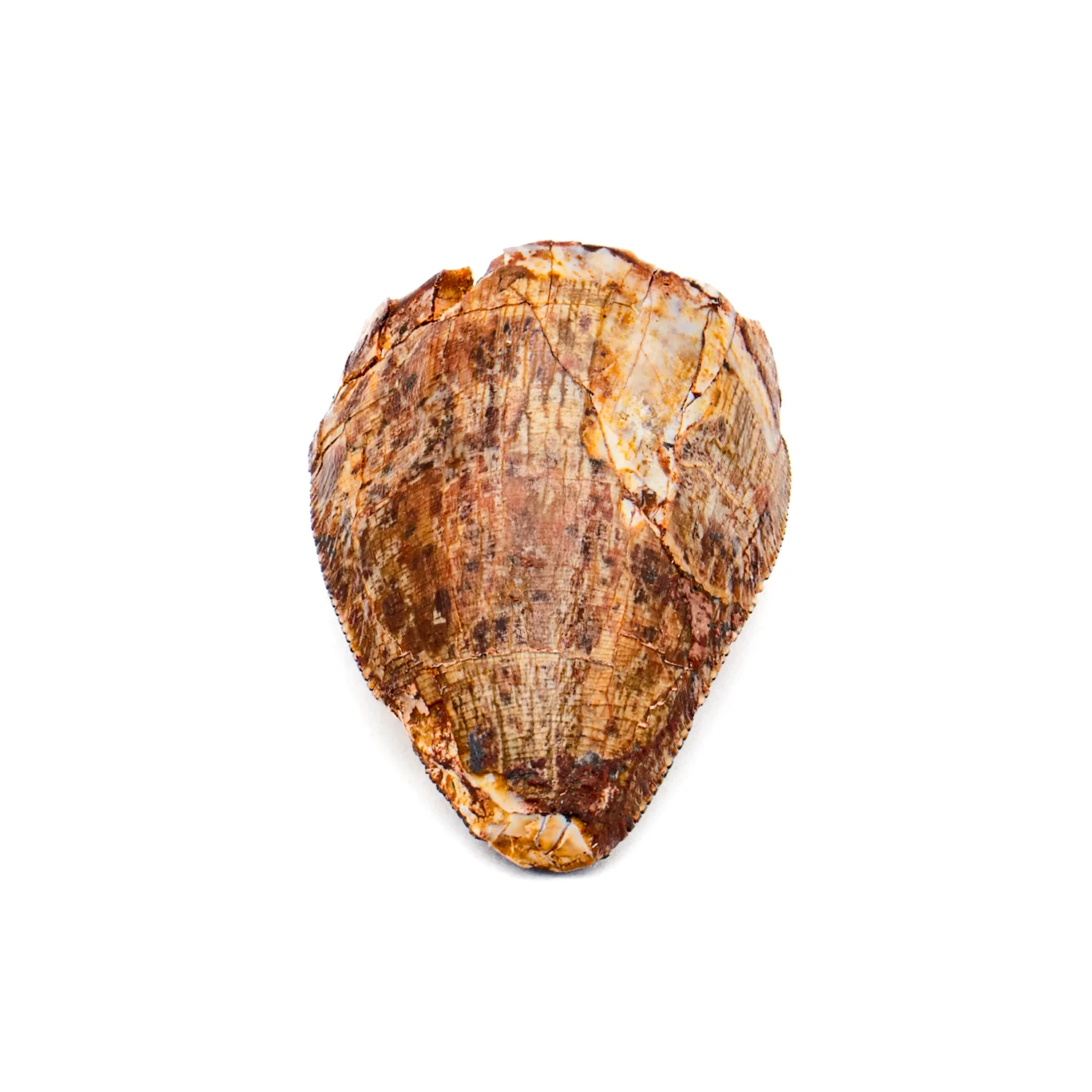 Phytosaur Tooth - 0.84" - Image 3