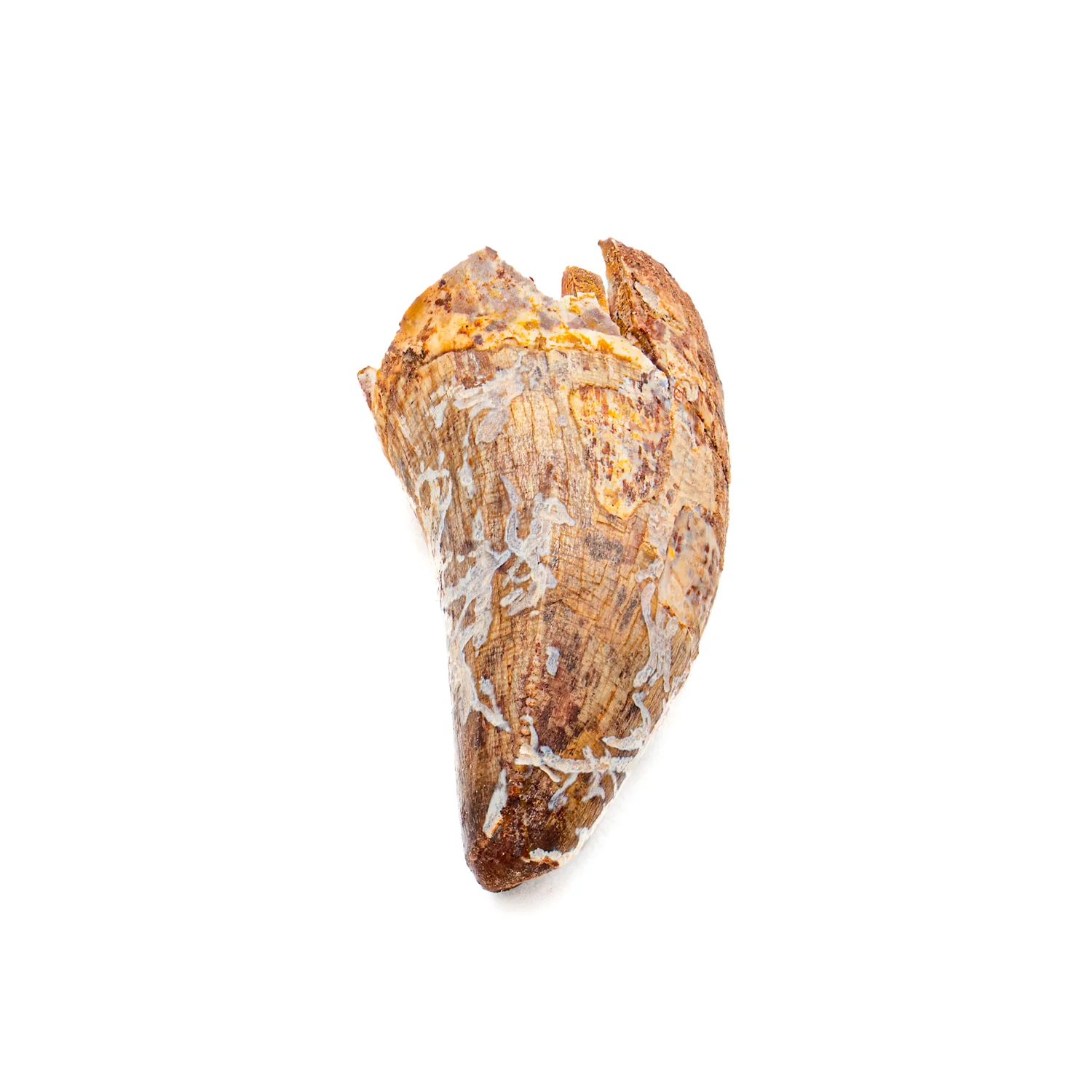 Phytosaur Tooth - SOLD 1.17" - Image 3