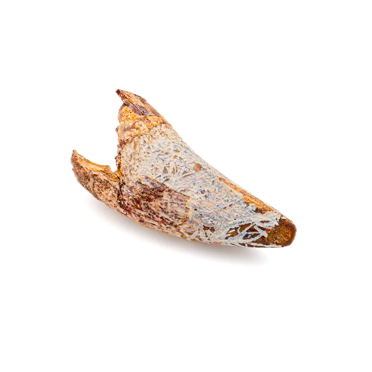 Phytosaur Tooth - SOLD 1.17" - Image 4