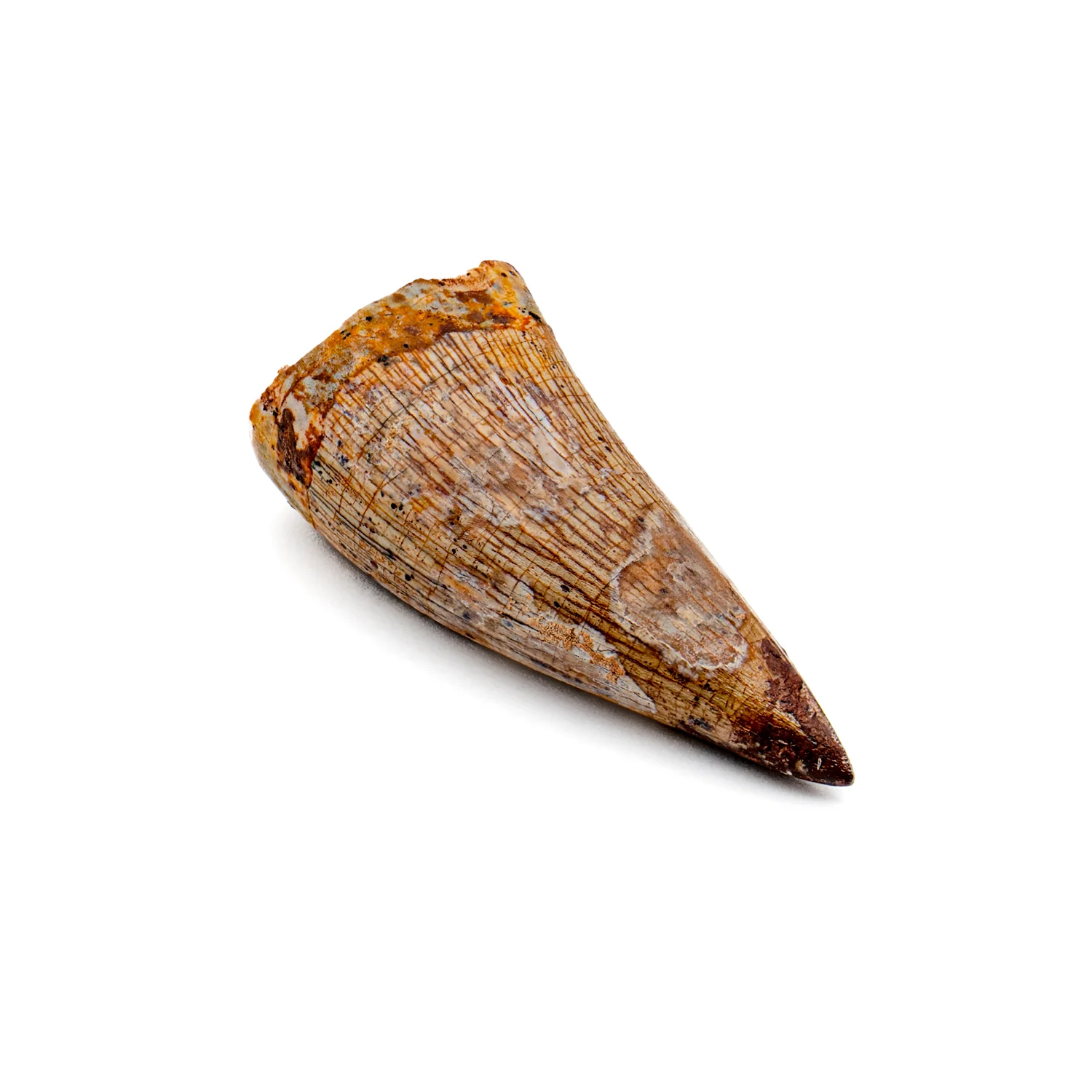 Phytosaur Tooth - SOLD 1.18"