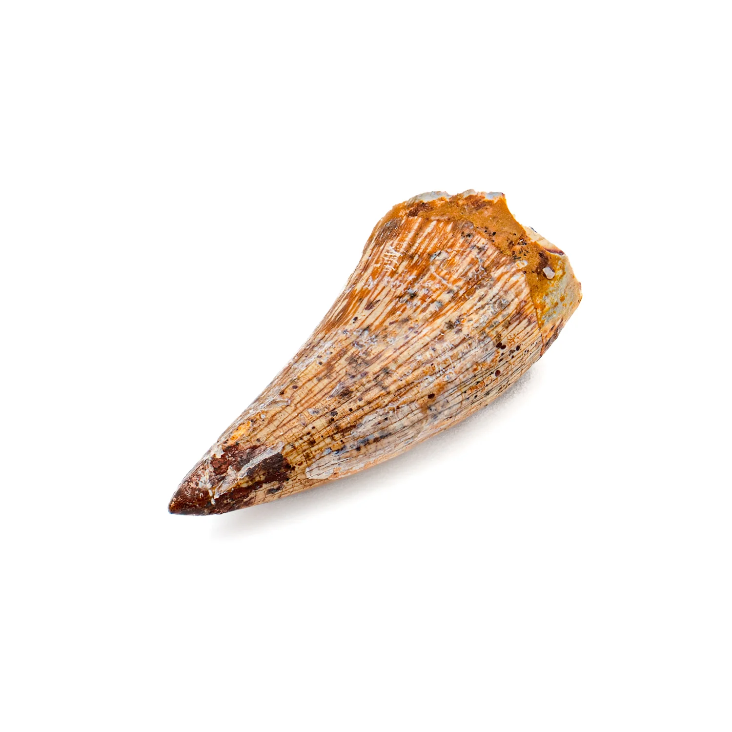 Phytosaur Tooth - SOLD 1.18" - Image 2