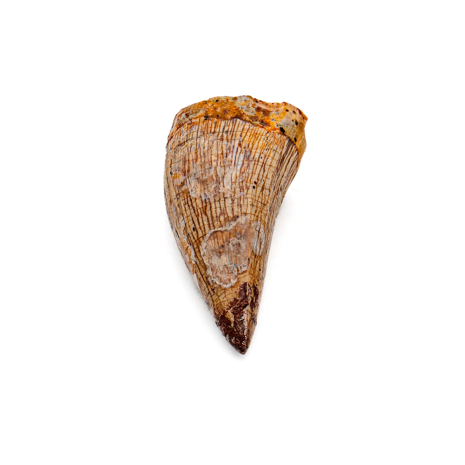 Phytosaur Tooth - SOLD 1.18" - Image 3