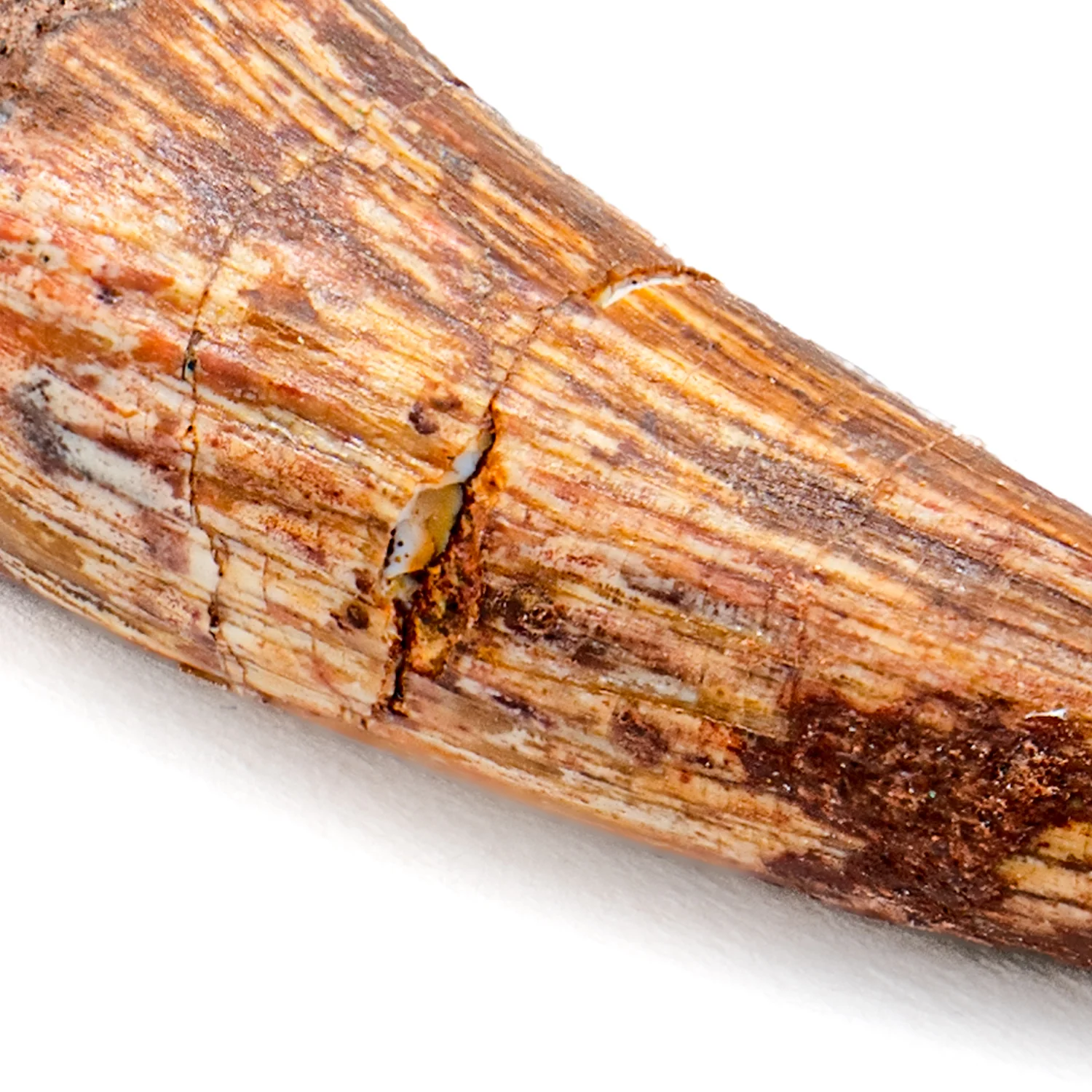 Phytosaur Tooth - SOLD 1.17" - Image 2