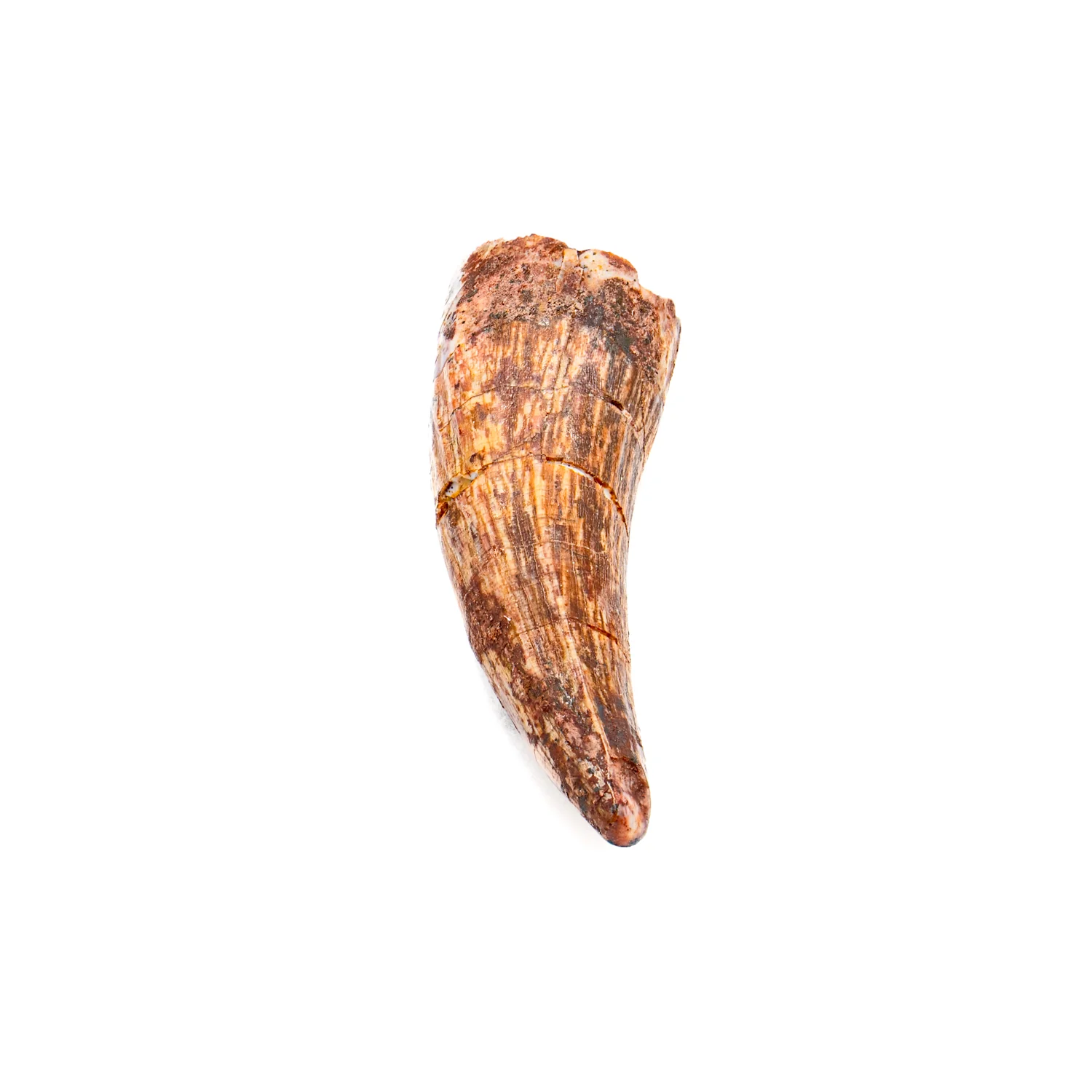 Phytosaur Tooth - SOLD 1.17" - Image 3