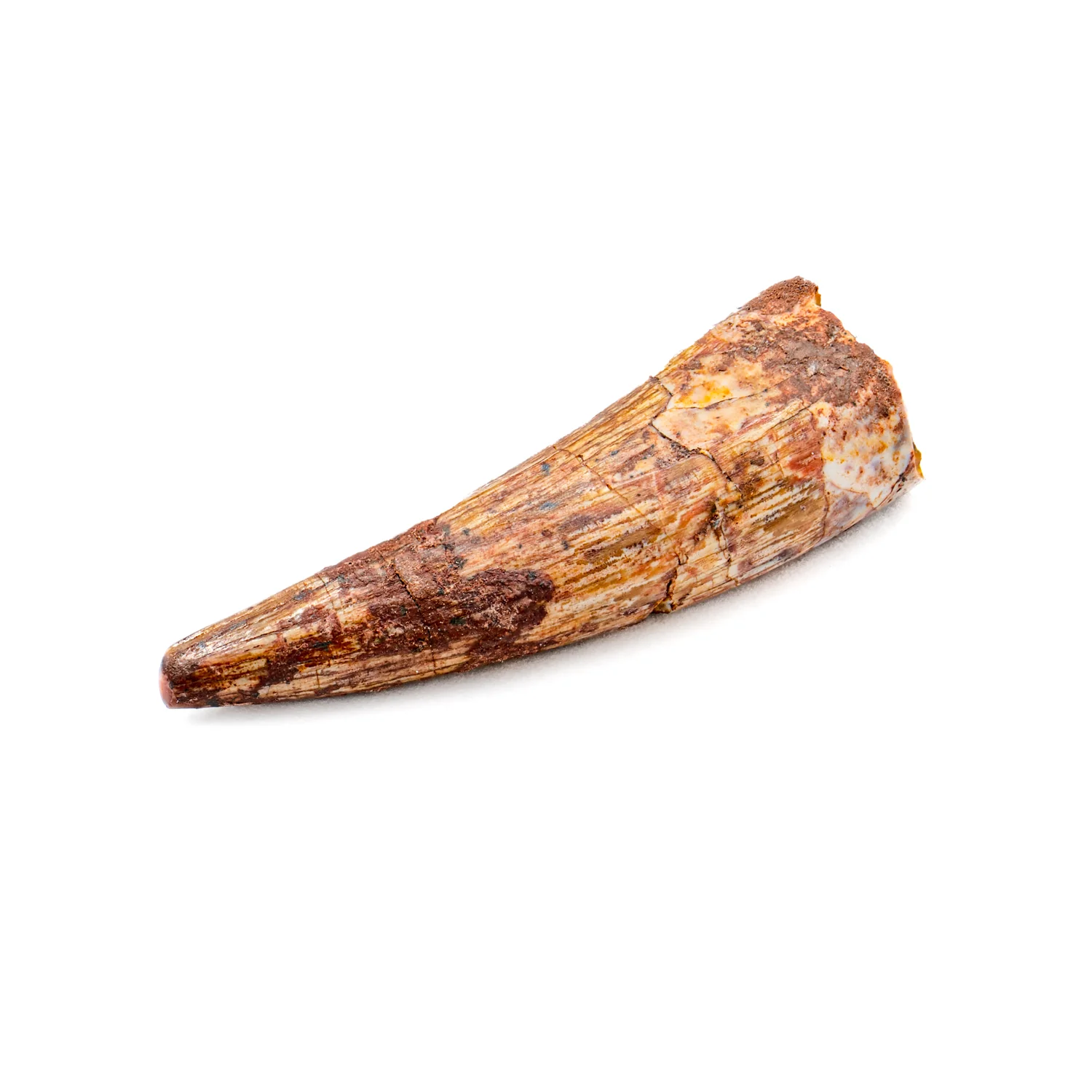 Phytosaur Tooth - SOLD 1.17" - Image 4