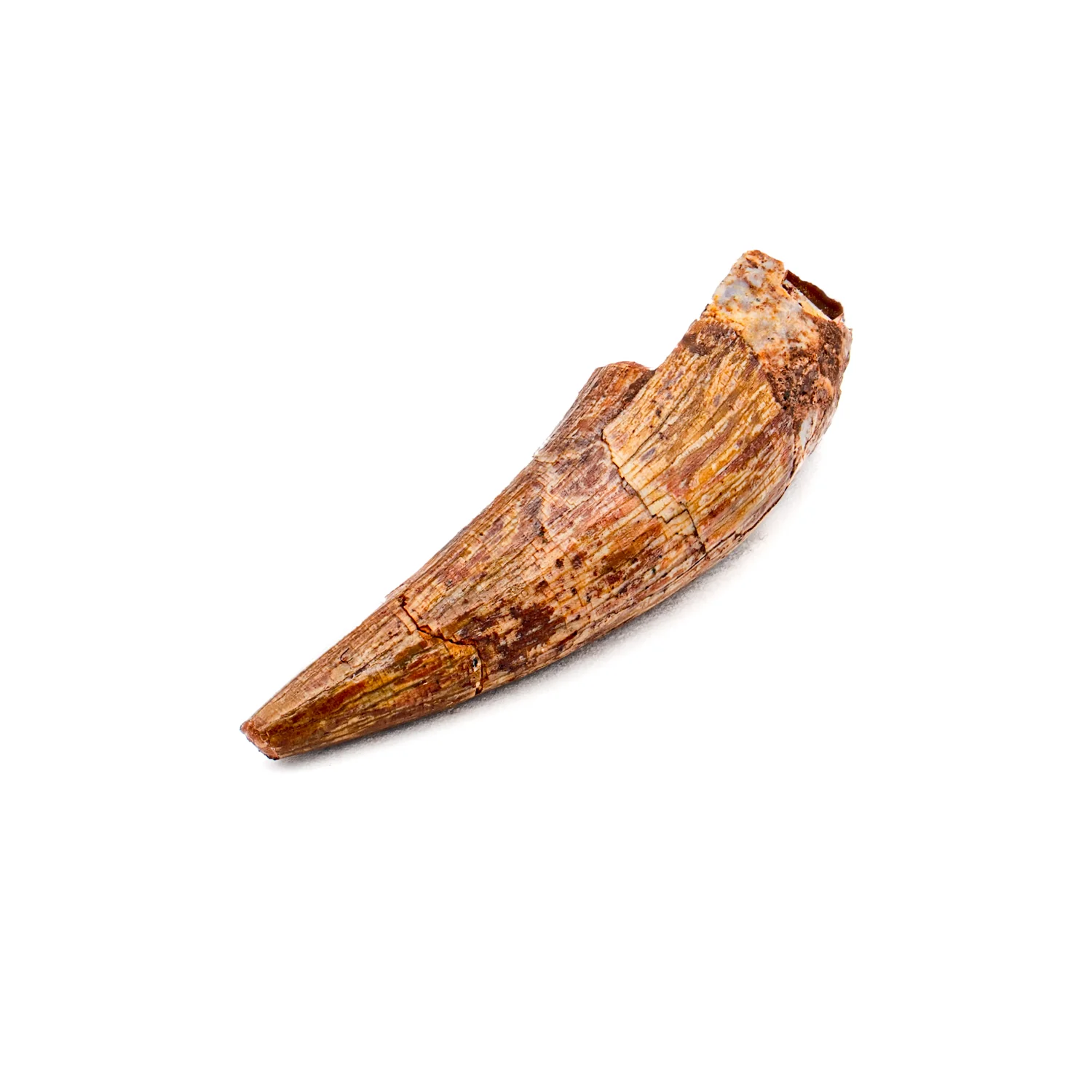 Phytosaur Tooth - SOLD 1.24" - Image 2