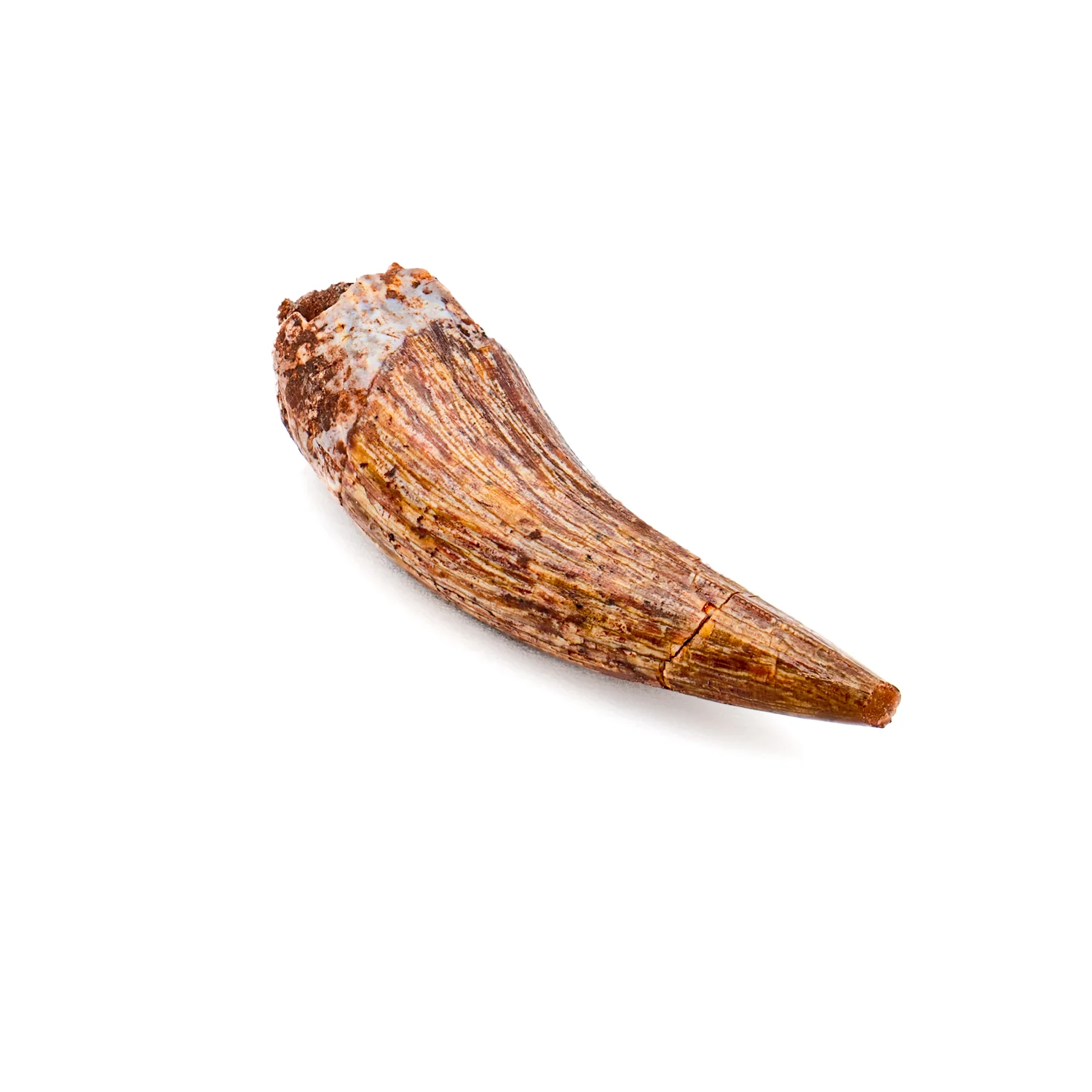 Phytosaur Tooth - SOLD 1.24" - Image 3