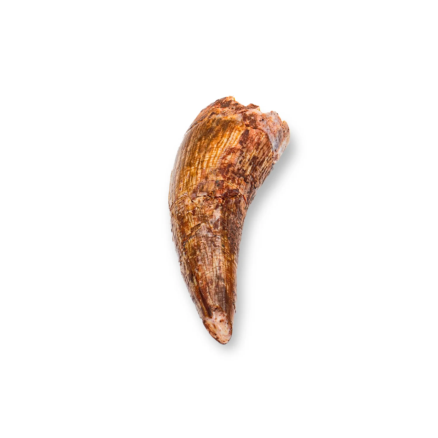 Phytosaur Tooth - SOLD 1.36" - Image 2