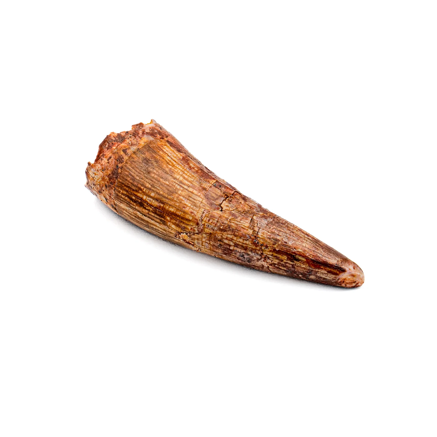 Phytosaur Tooth - SOLD 1.36" - Image 3