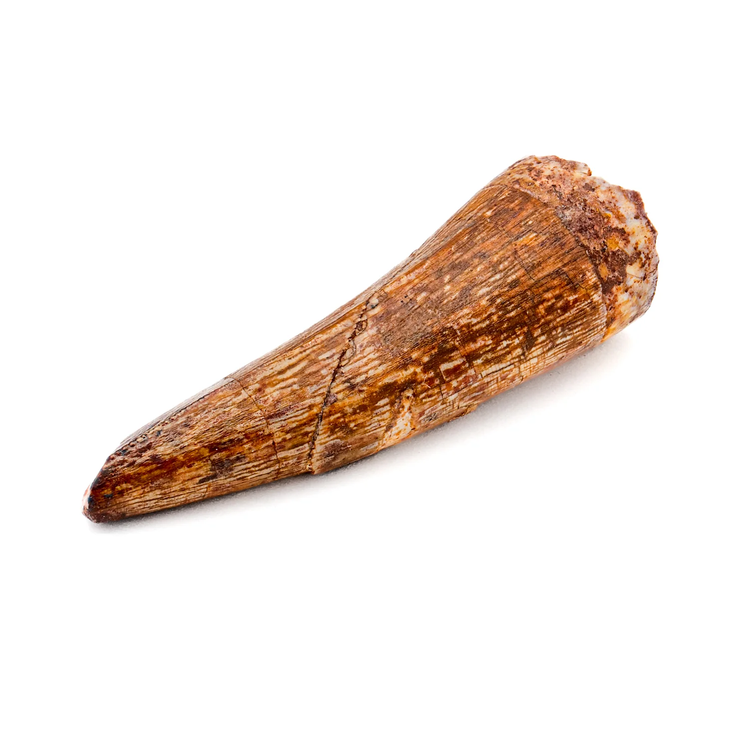 Phytosaur Tooth - SOLD 1.42"