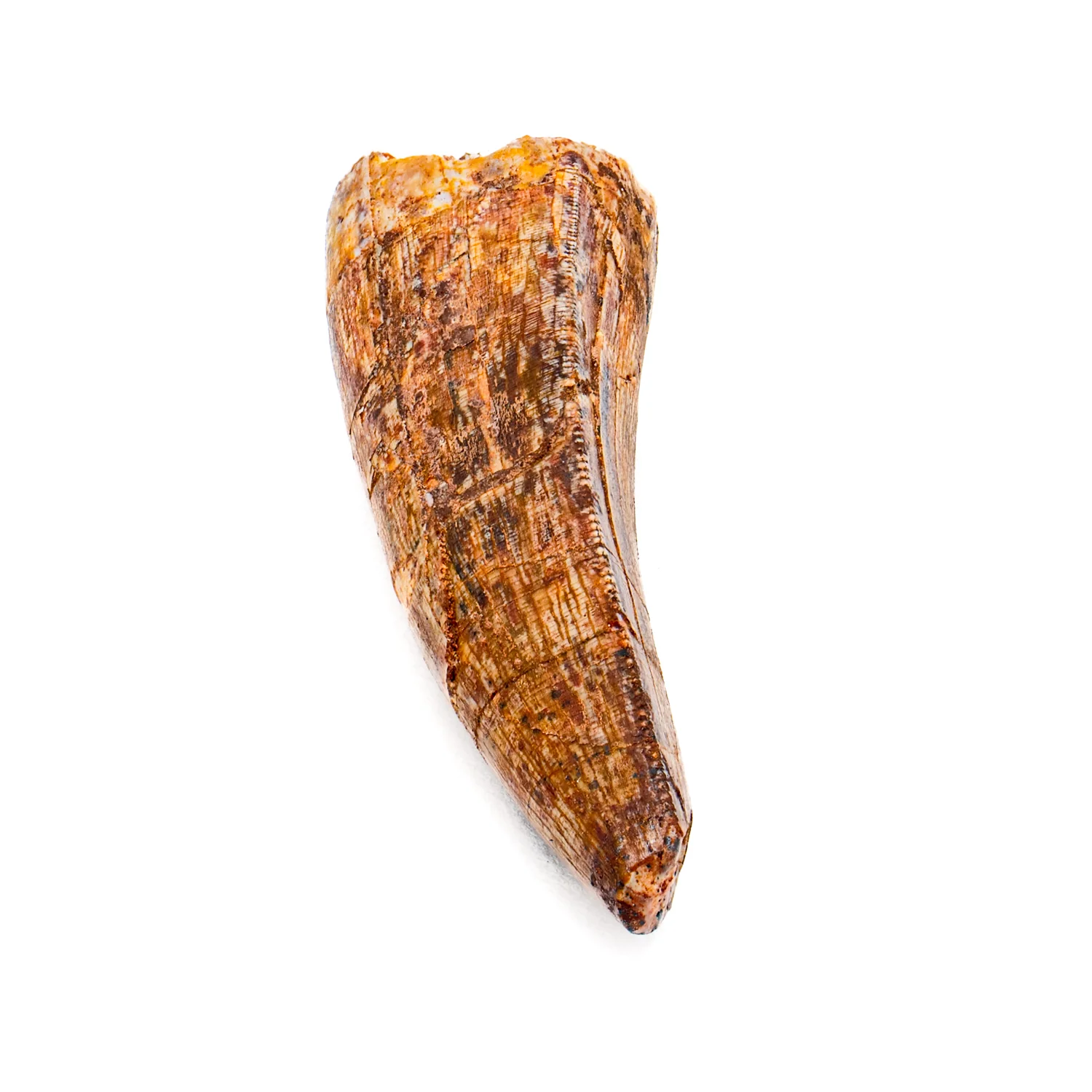 Phytosaur Tooth - SOLD 1.42" - Image 2