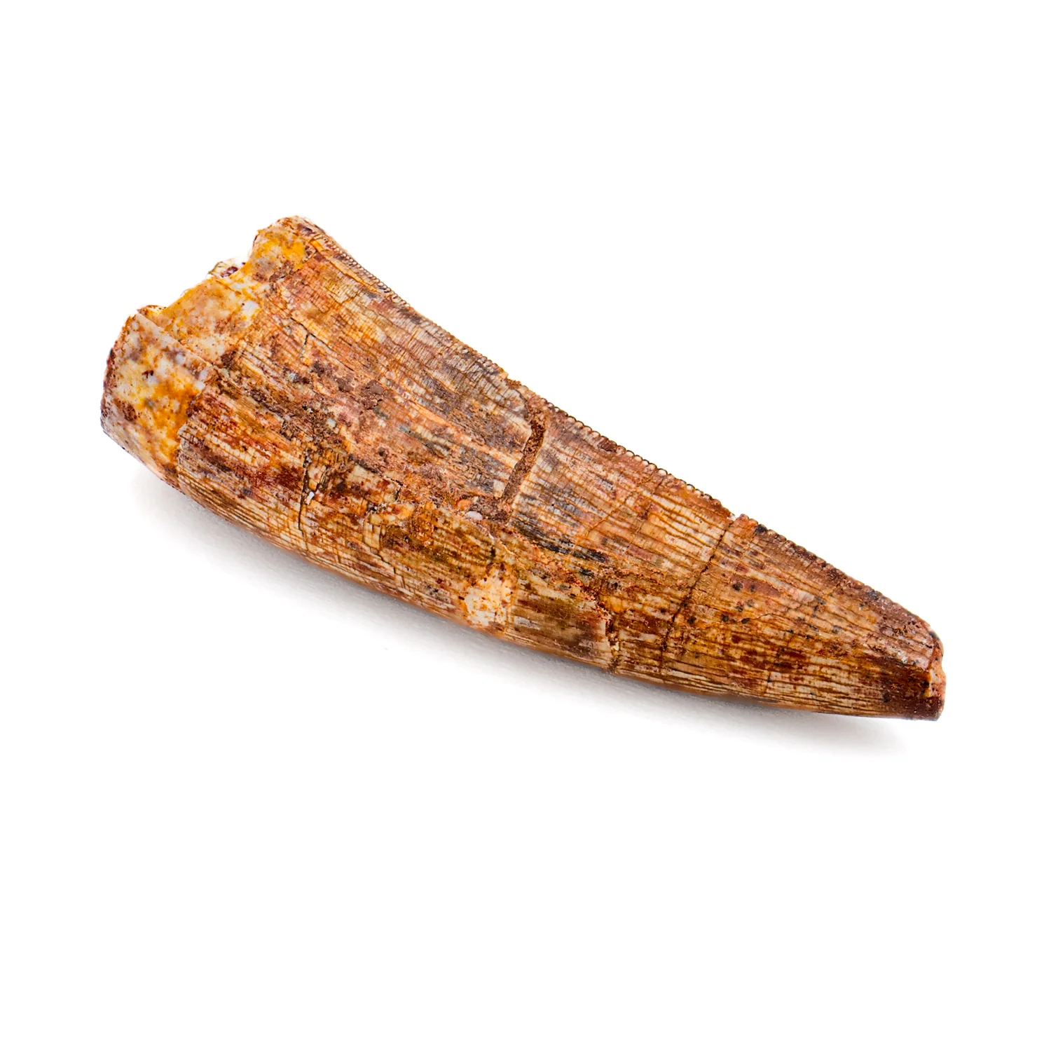 Phytosaur Tooth - SOLD 1.42" - Image 3