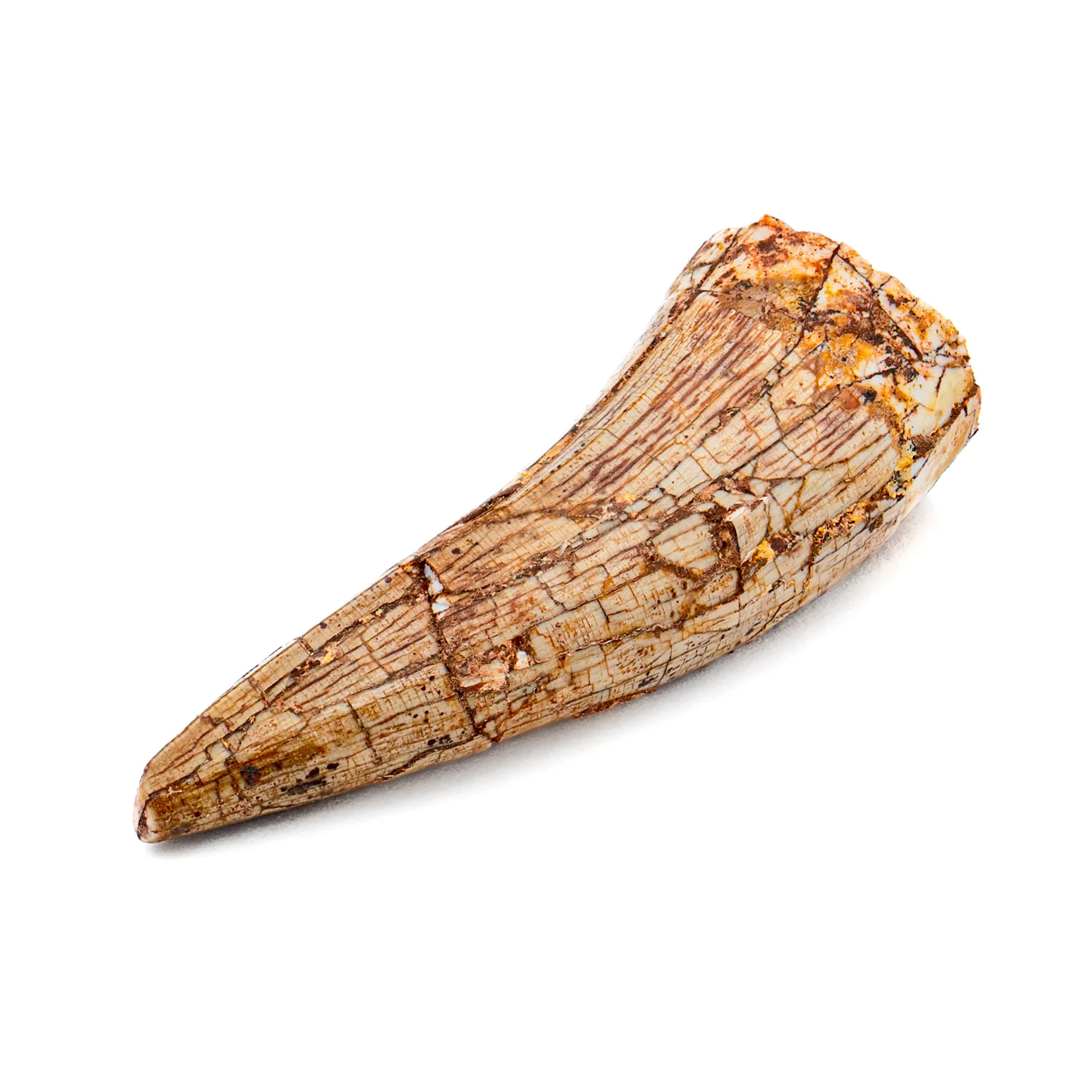 Phytosaur Tooth - SOLD 1.51"
