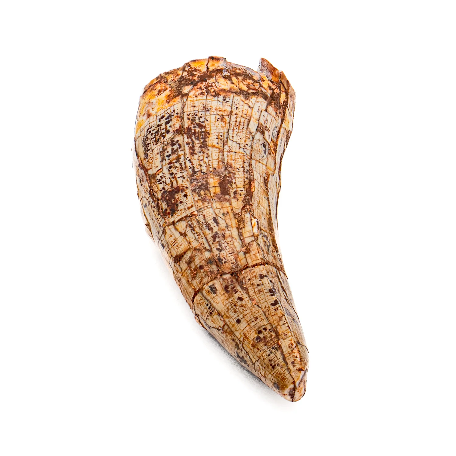 Phytosaur Tooth - SOLD 1.51" - Image 2