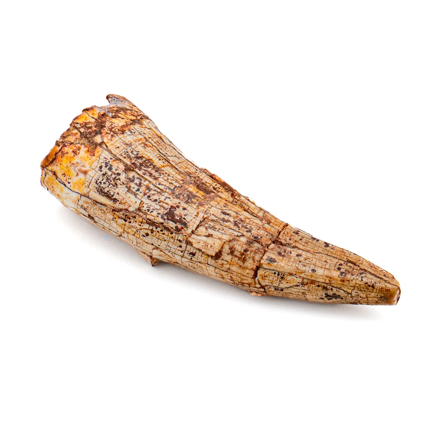 Phytosaur Tooth - SOLD 1.51" - Image 3