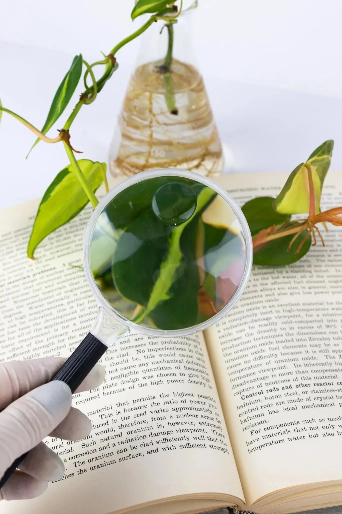 Plastic Magnifying Lens - Image 3