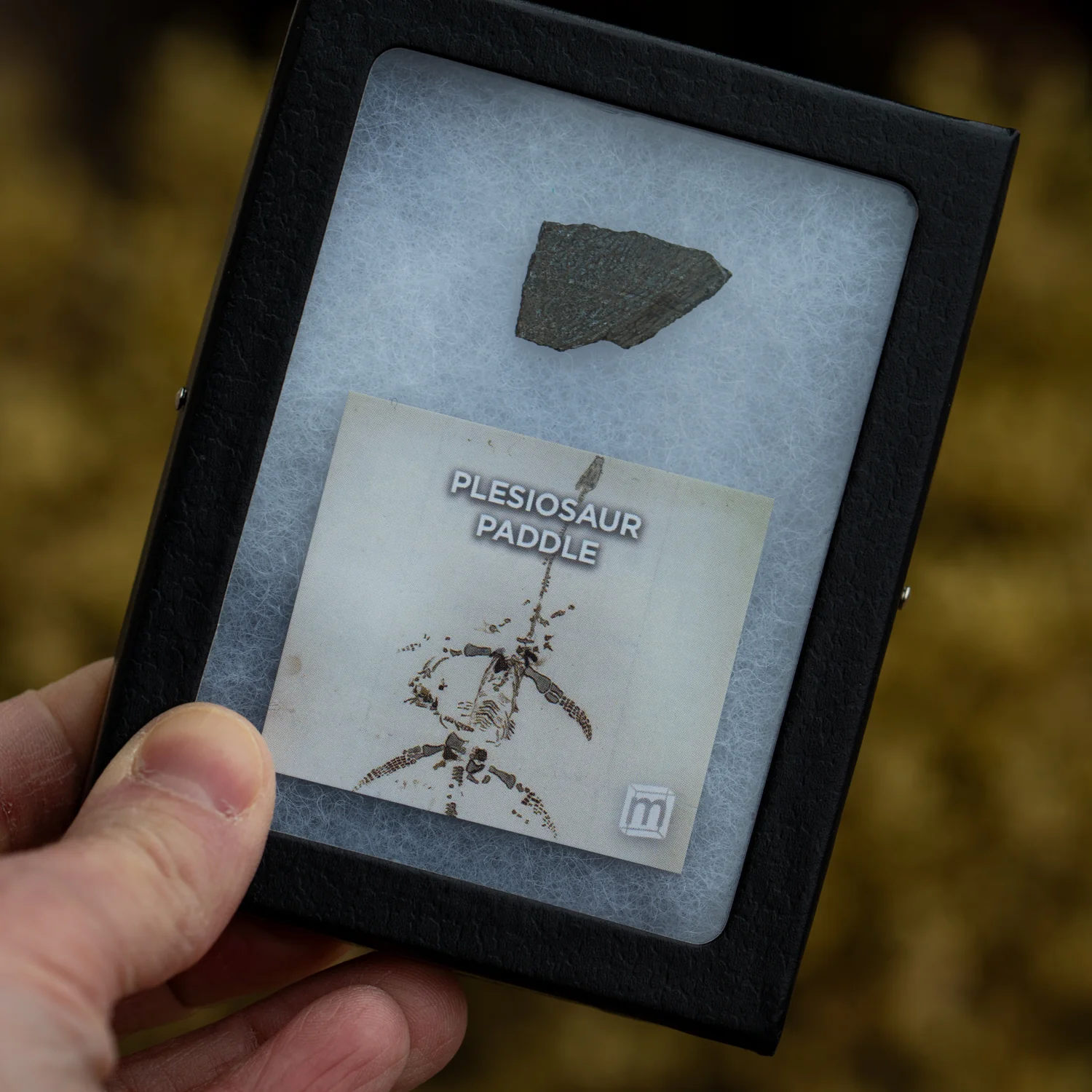 Plesiosaur Paddle Fossil - Image 2
