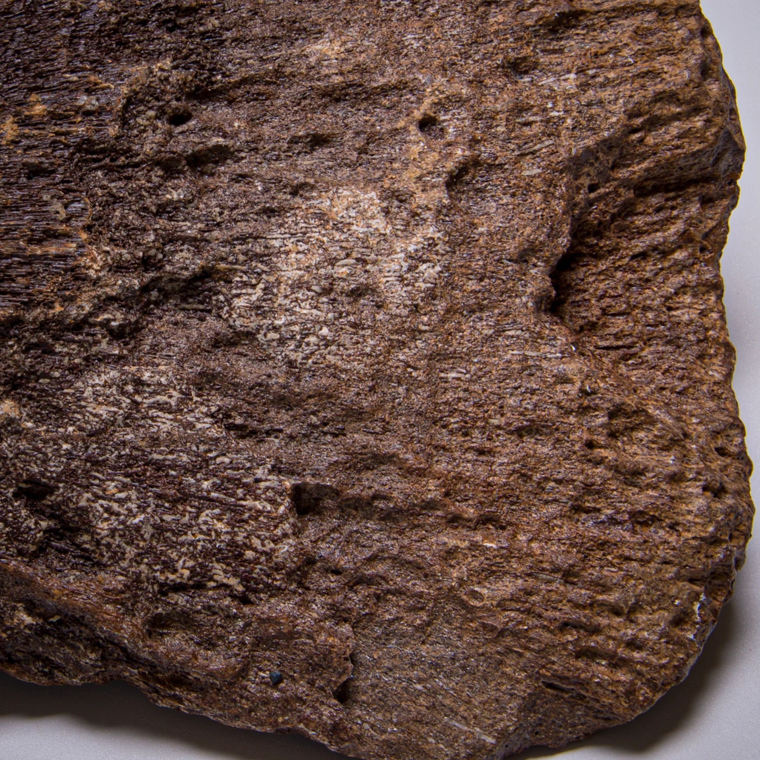 Plesiosaur Paddle Fossil - Image 3