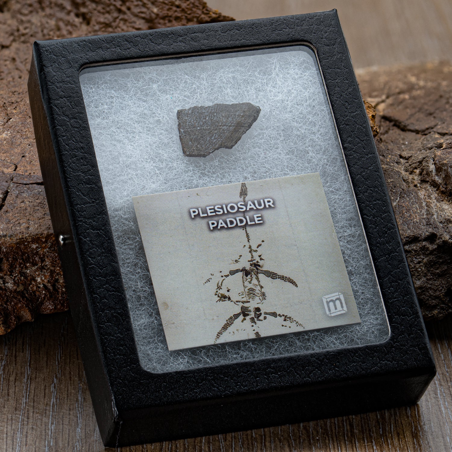 Plesiosaur Paddle Fossil - Image 4
