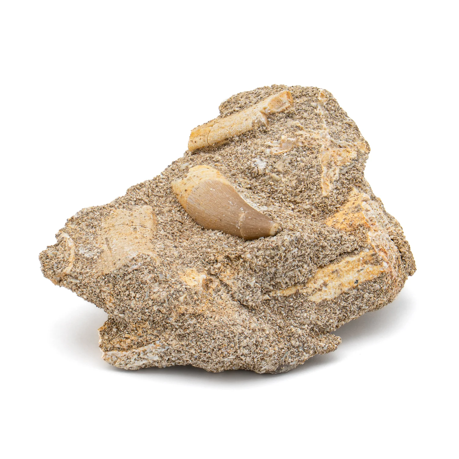 Plesiosaur Tooth in Matrix - SOLD 0.941"