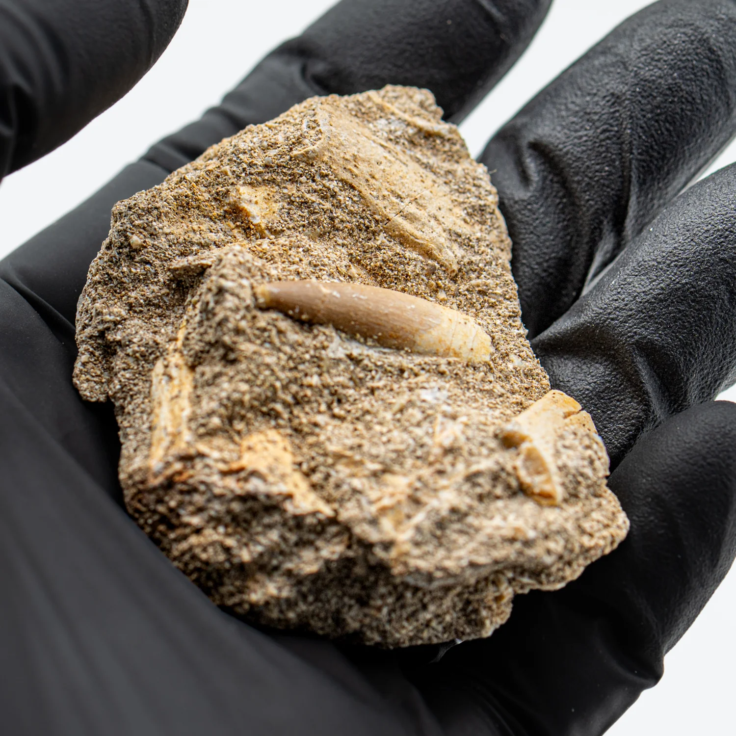 Plesiosaur Tooth in Matrix - SOLD 0.941" - Image 2
