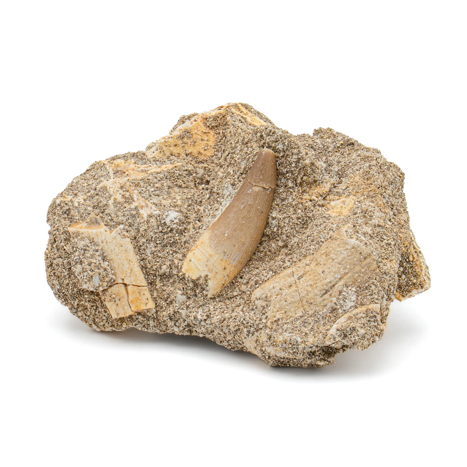 Plesiosaur Tooth in Matrix - SOLD 0.941" - Image 4