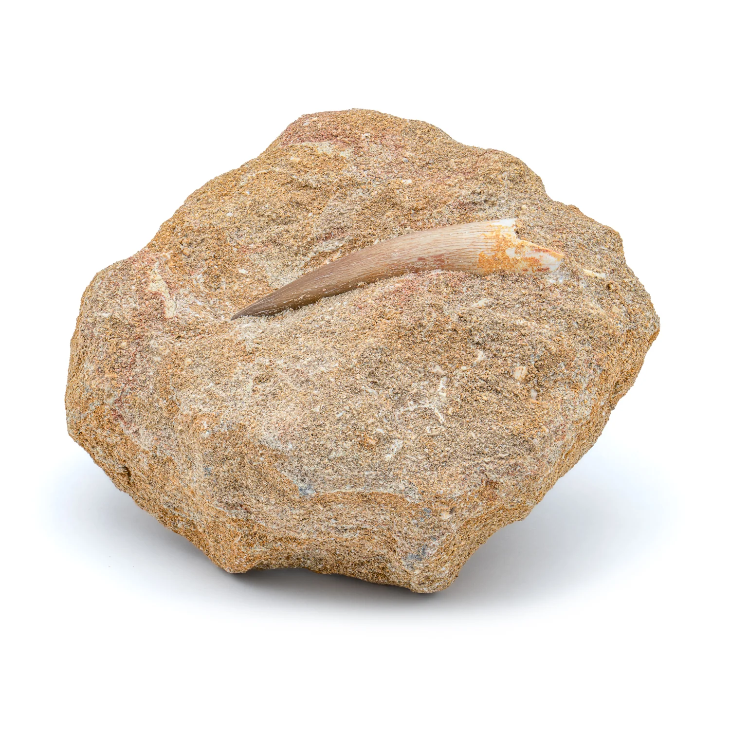 Plesiosaur Tooth in Matrix - SOLD 1.95" - Image 3
