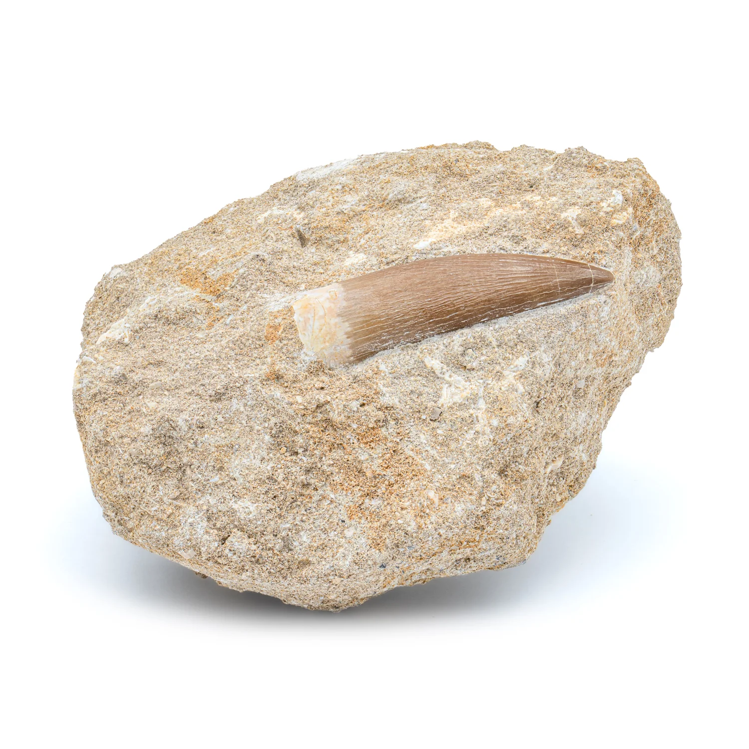 Plesiosaur Tooth in Matrix - SOLD 1.81"