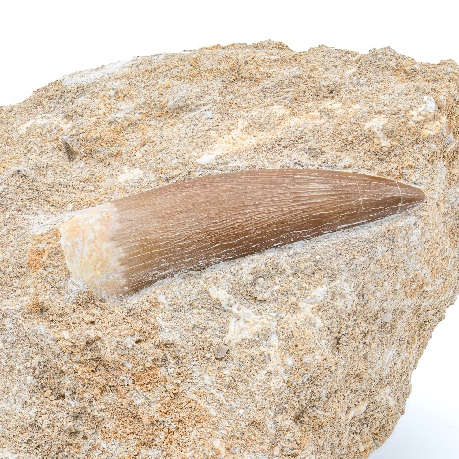 Plesiosaur Tooth in Matrix - SOLD 1.81" - Image 2
