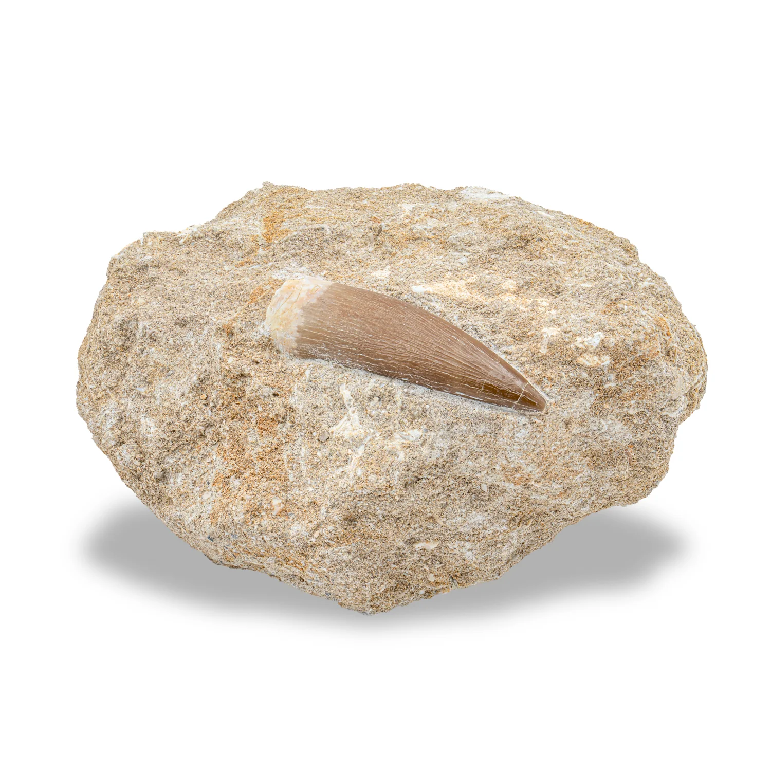 Plesiosaur Tooth in Matrix - SOLD 1.81" - Image 3